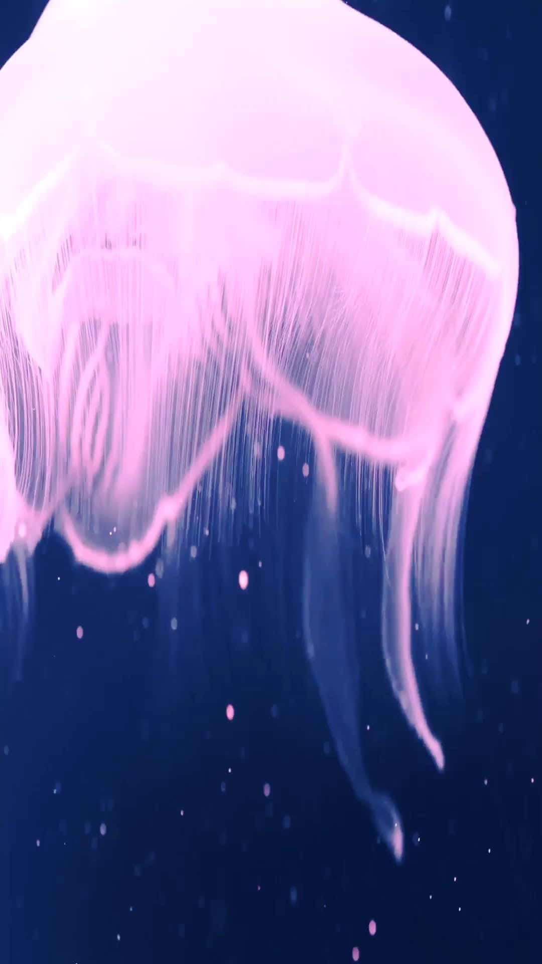 iPhone 7 Plus Live Bright Pink Jellyfish Ταπετσαρία