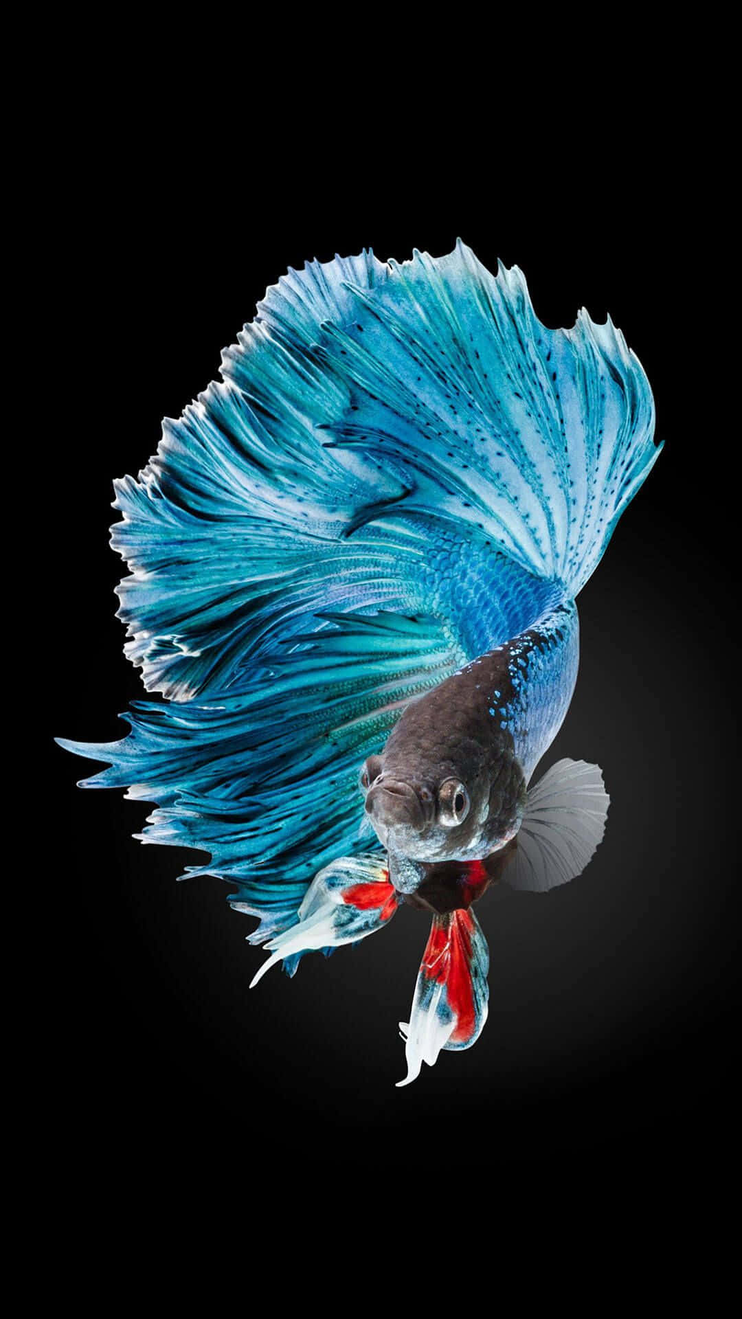 iPhone 7 Plus Live Siamese Fighting Fish Ταπετσαρία