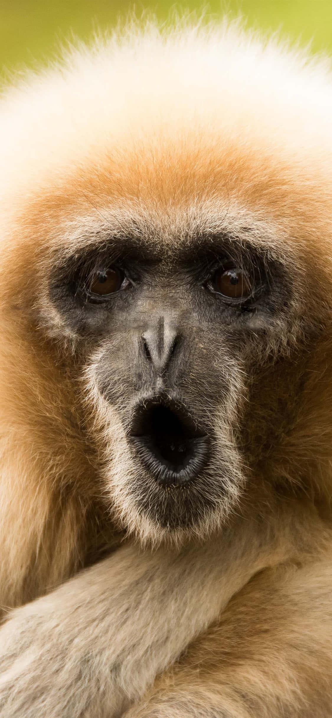 iPhone X Gibbon Background Αστείο Πρόσωπο Γίββωνα Ταπετσαρία