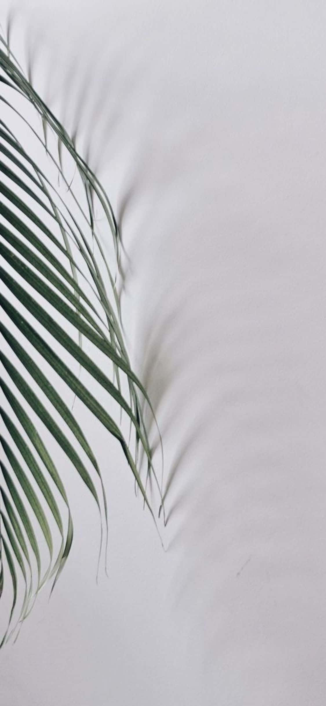 Φόντο iPhone X Minimal με Φύλλα Φοίνικα Ταπετσαρία