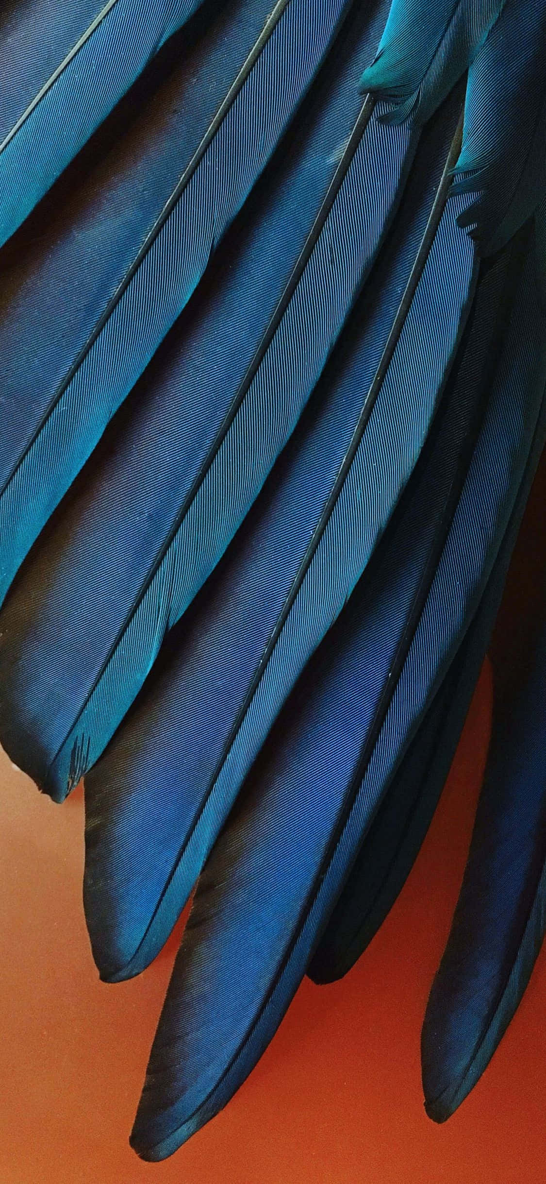 iPhone Xr Stock Τιρκουάζ Μπλε Φτερά Ταπετσαρία
