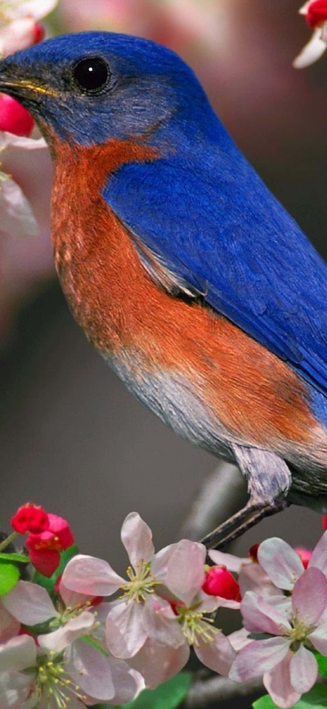 Φόντο για επιτραπέζιο υπολογιστή iPhone Xs με Ανατολικό Γαλαζοπούλι Ταπετσαρία