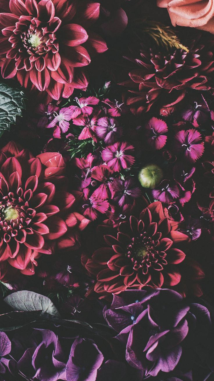 Λουλούδια iPhone Xs Ταπετσαρία