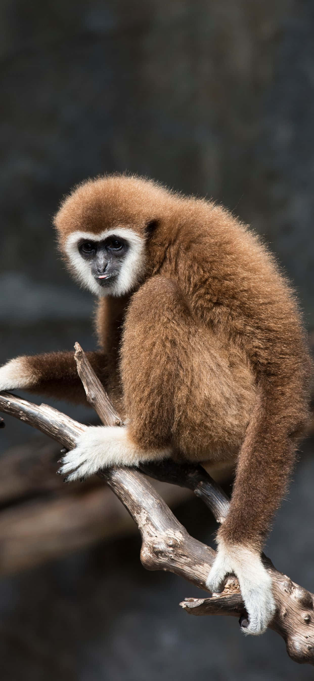 Η Φύση Καλεί - iPhone Xs Max Gibbon Ταπετσαρία