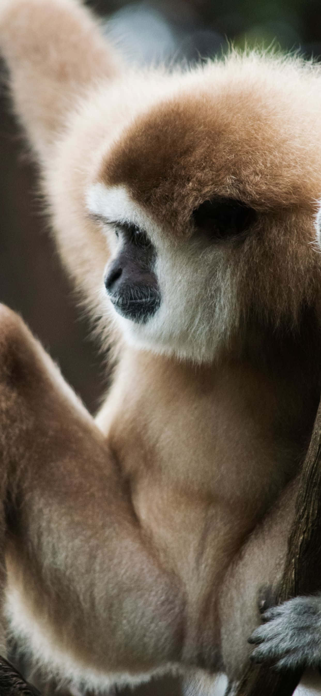 Εμπνευστείτε από το iPhone Xs Max Gibbon Ταπετσαρία