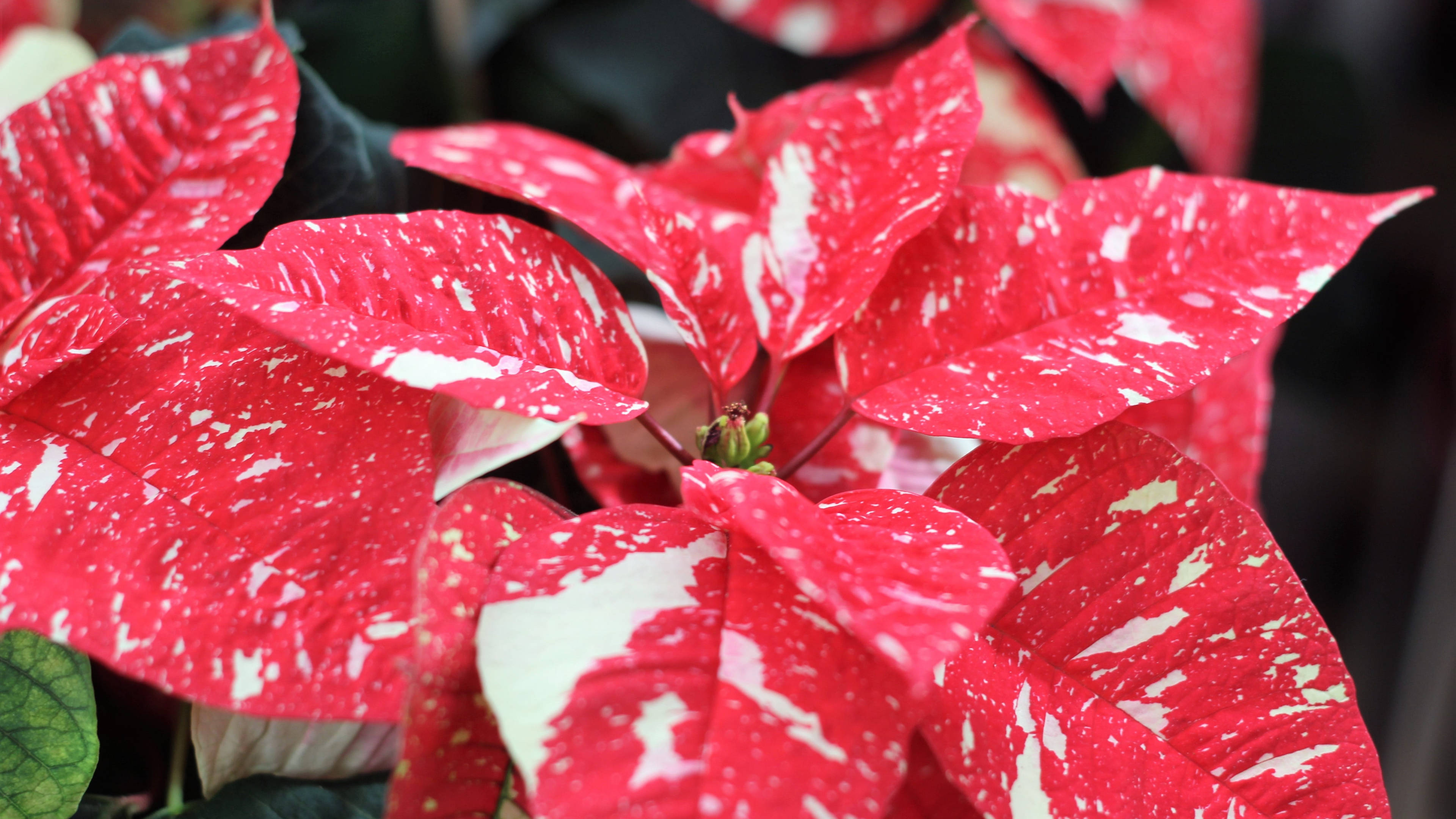 Jingle Bells Poinsettia Ταπετσαρία