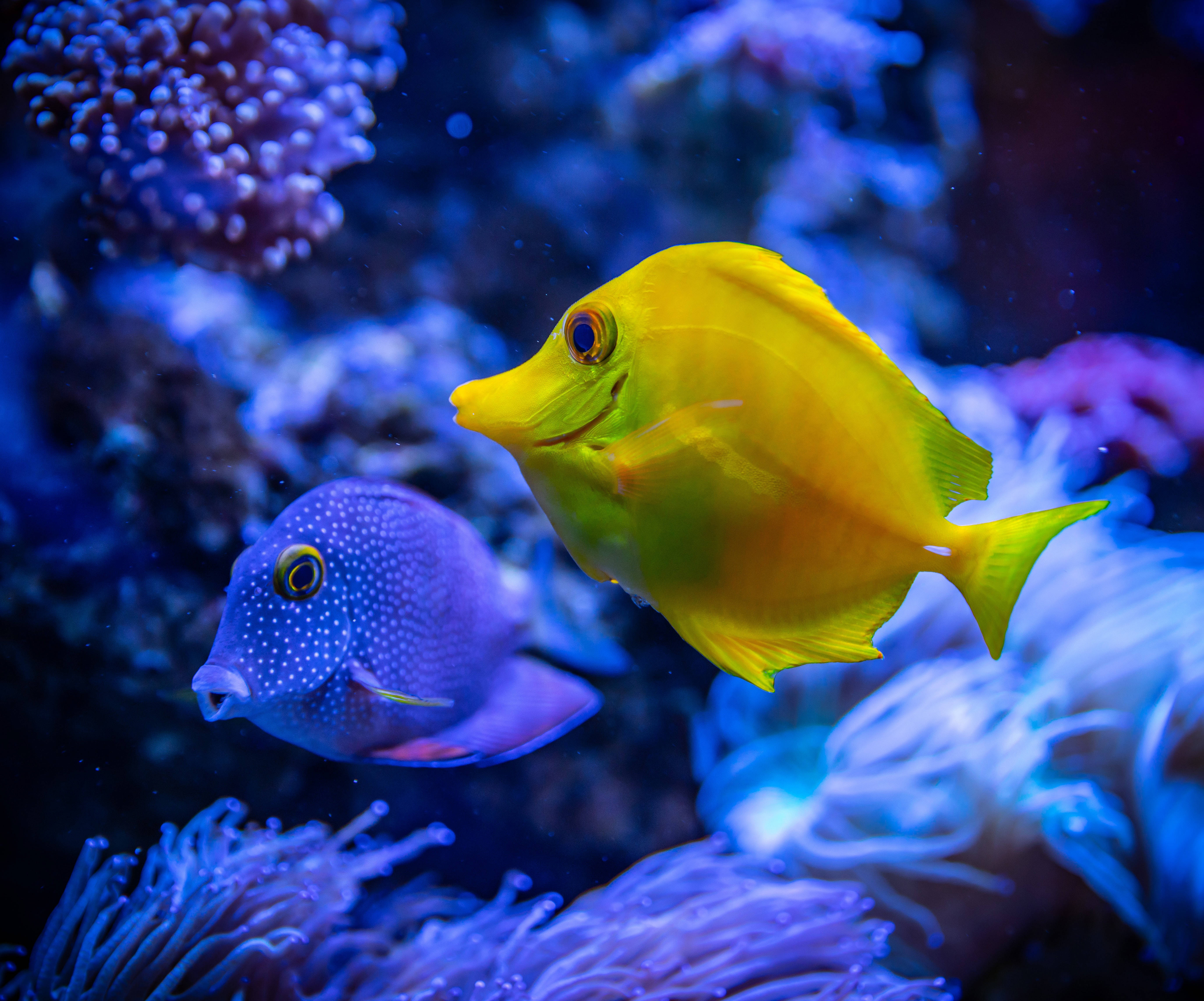 Kole και Yellow Tang 4K Ultra HD Ψάρι Ταπετσαρία