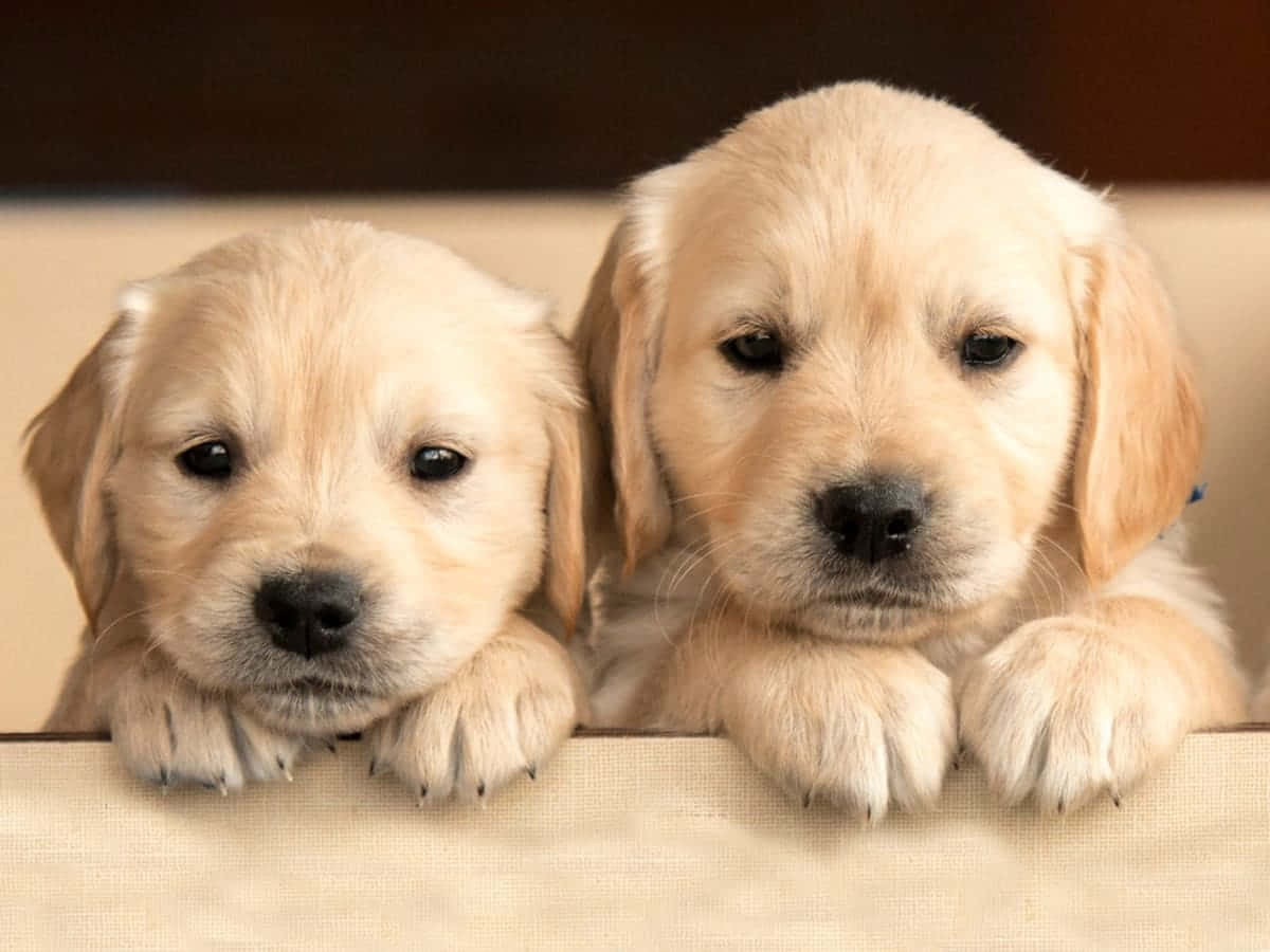Χαριτωμένη εικόνα σκύλου Labrador Retriever Ταπετσαρία