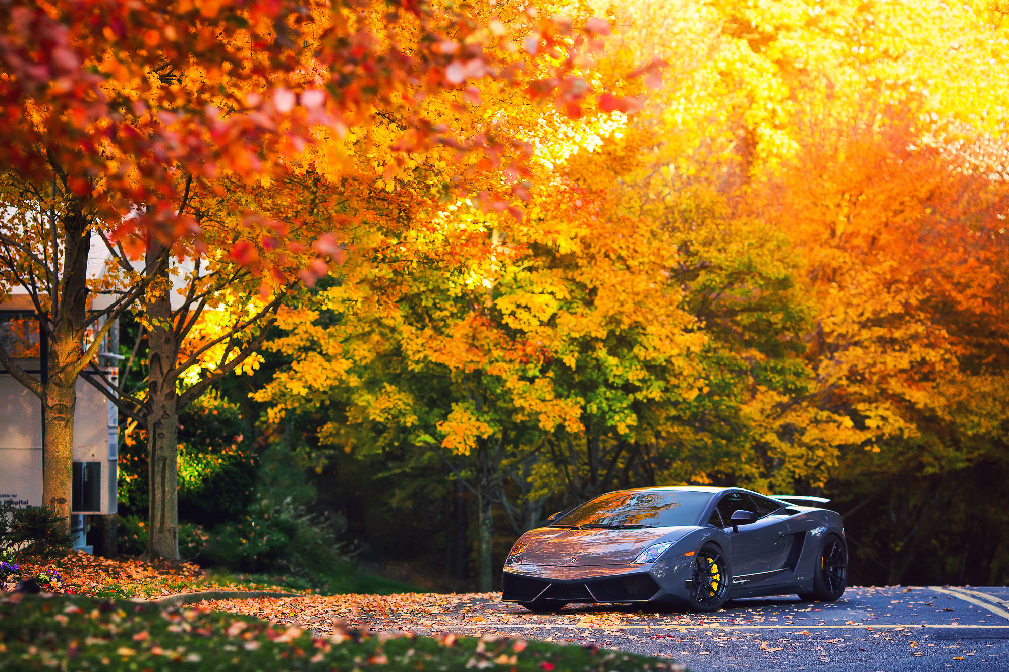 Ένα όμορφο γκρι Lamborghini Gallardo να διασχίζει τον τραγανό φθινοπωρινό αέρα. Ταπετσαρία