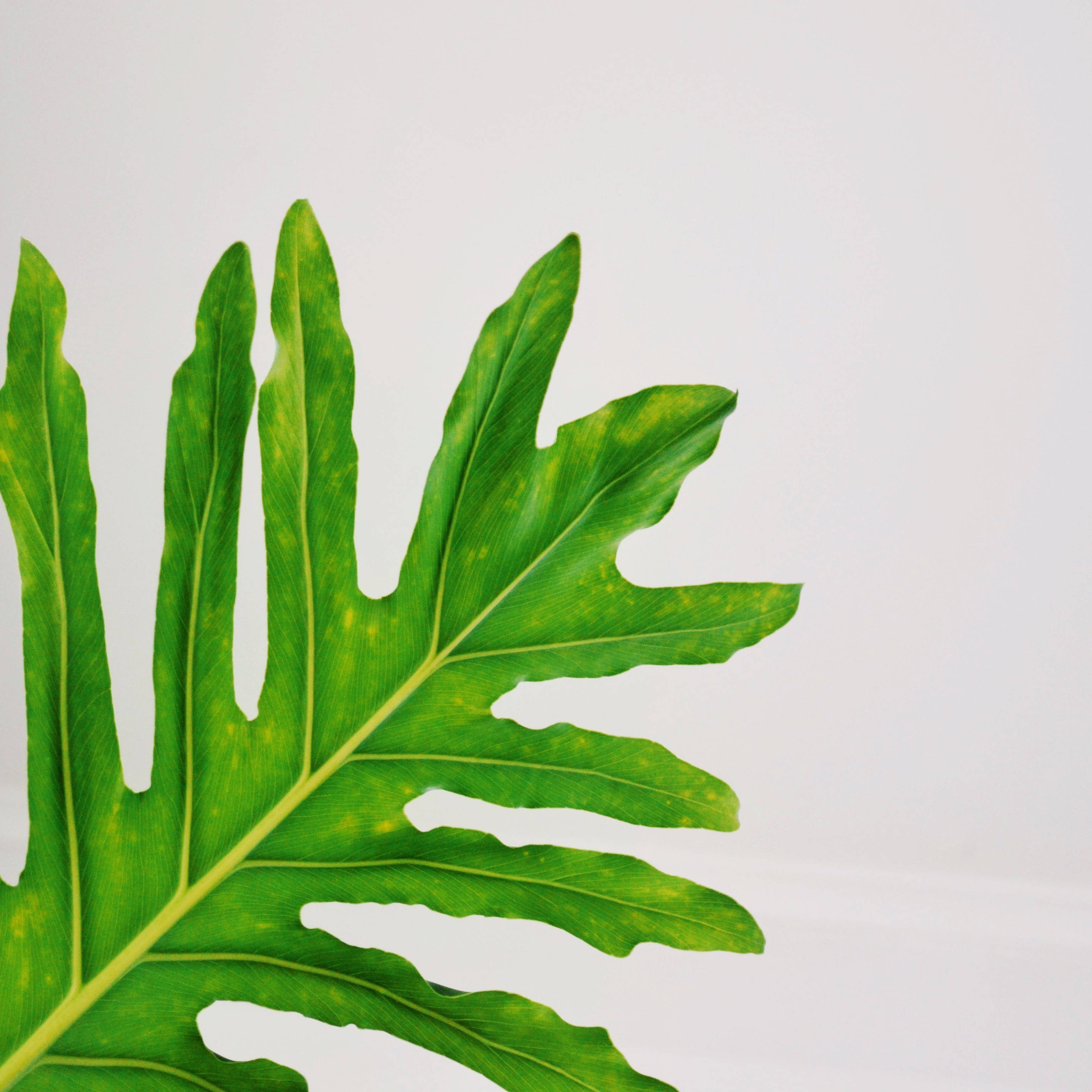 Απολαύστε Υγεία & Ζωτικότητα με το Leaf Ταπετσαρία
