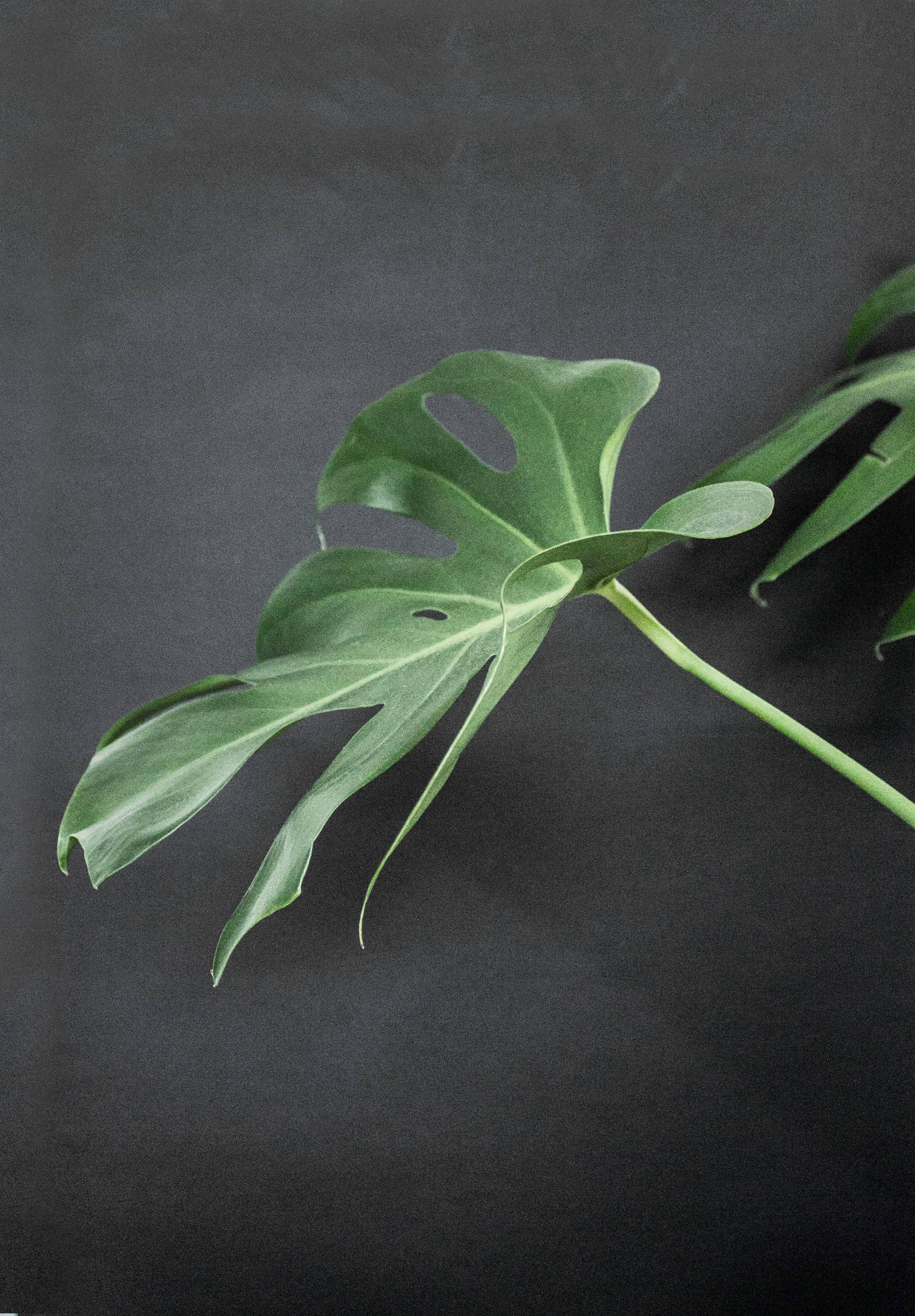 Monstera σε Μαύρη Επιφάνεια Ταπετσαρία