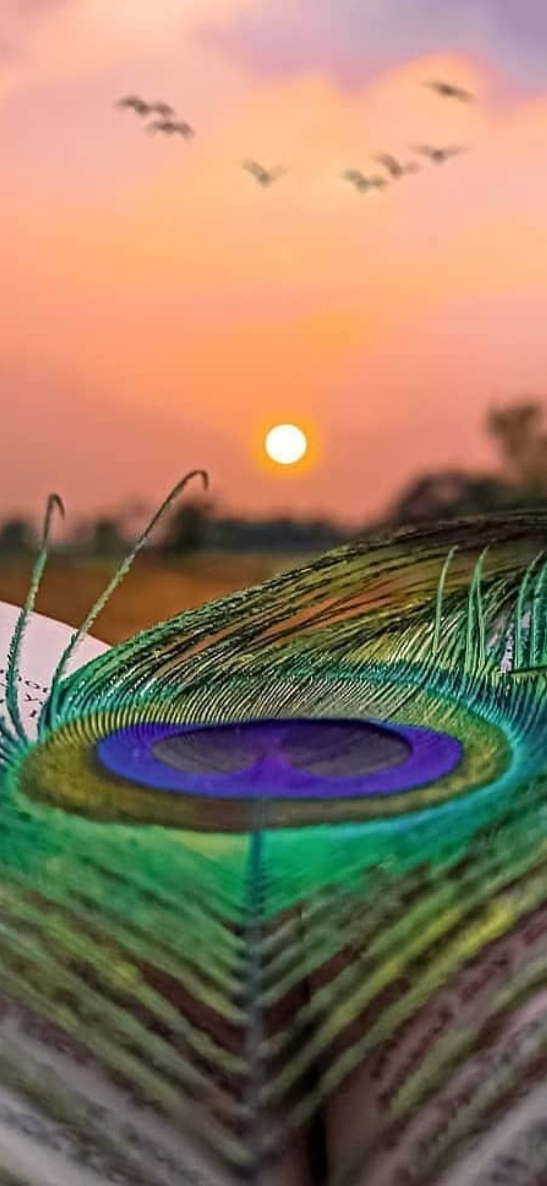 Mor Pankh Sunset Ταπετσαρία
