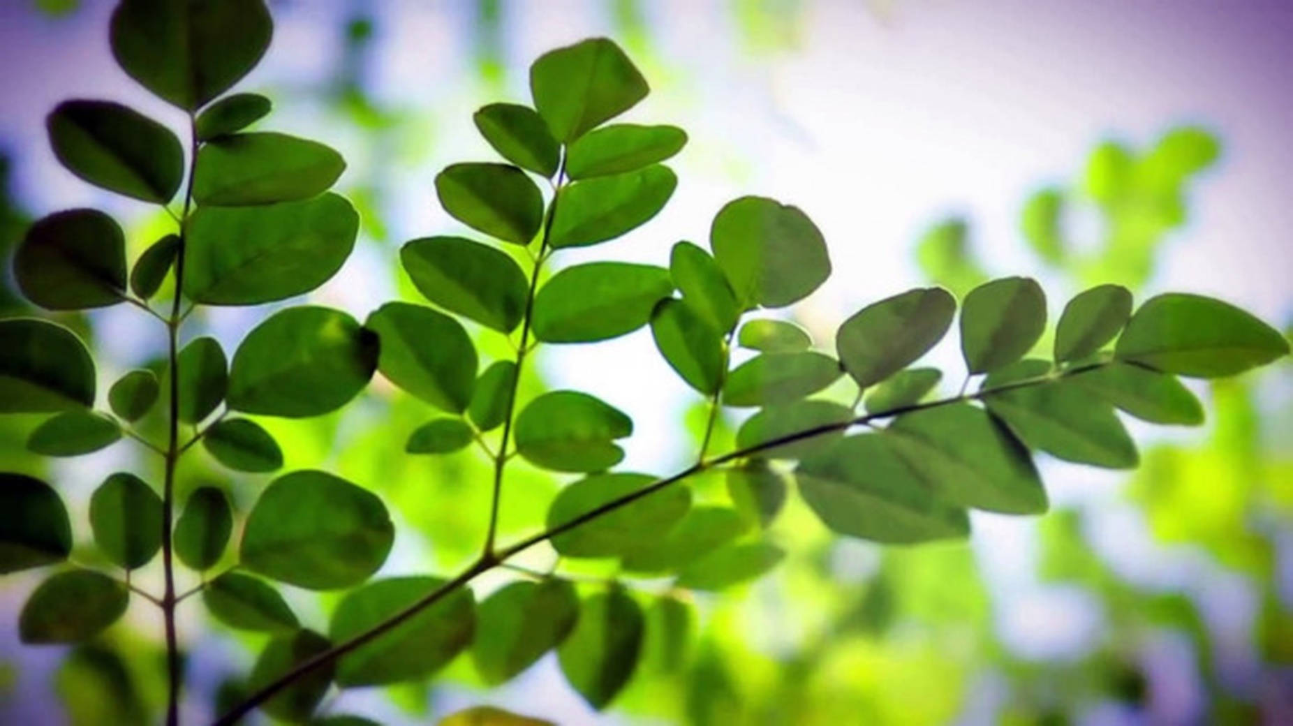 Ανθισμένη Moringa Oleifera - Το Καλύτερο Φαρμακευτικό Θαύμα της Φύσης Ταπετσαρία