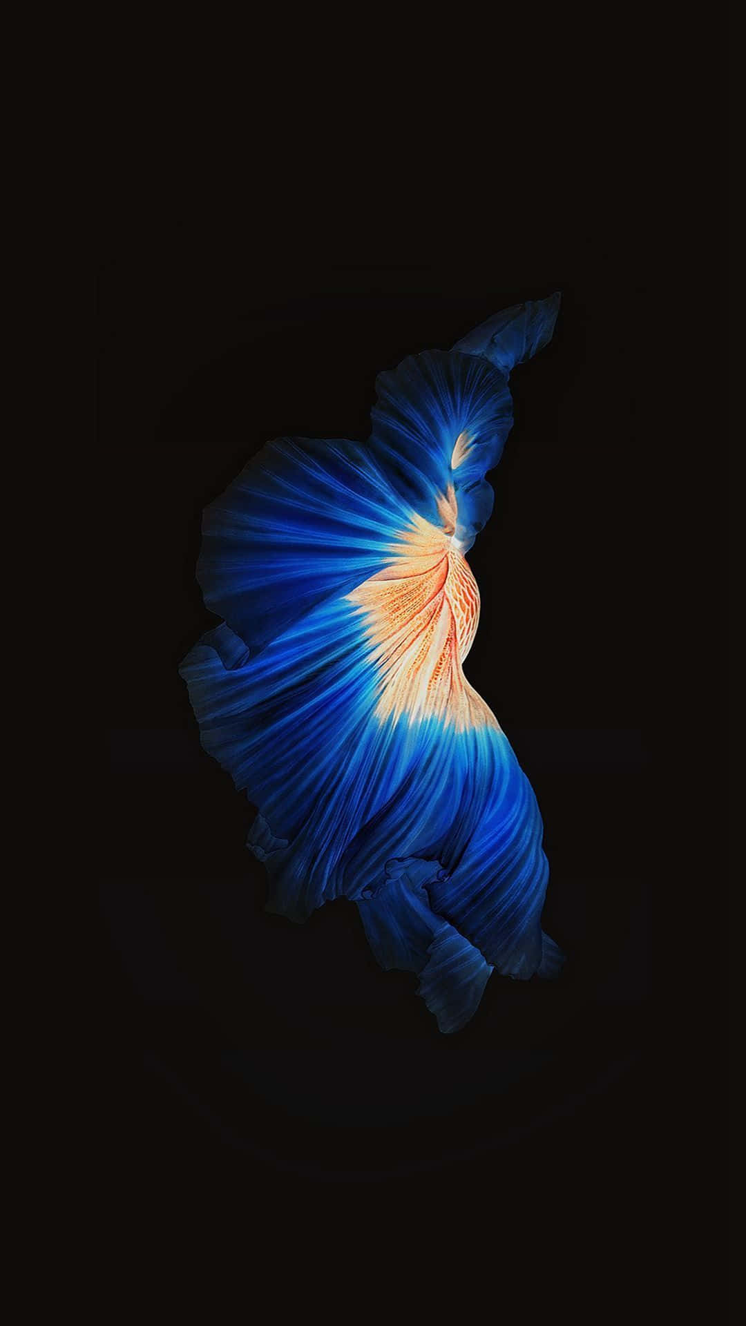 Orange Body Siamese Fighting Fish iPhone 7 Plus Live Ταπετσαρία