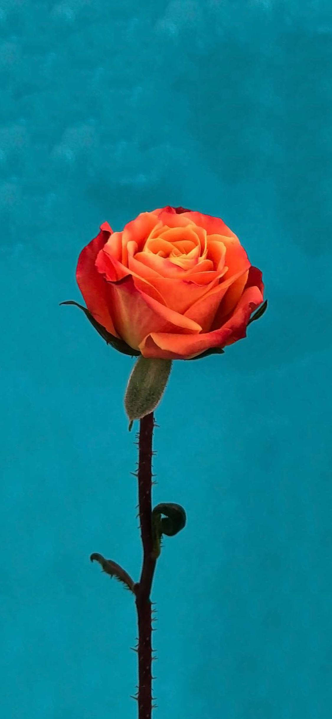Orange Rose Flower Apple Ταπετσαρία