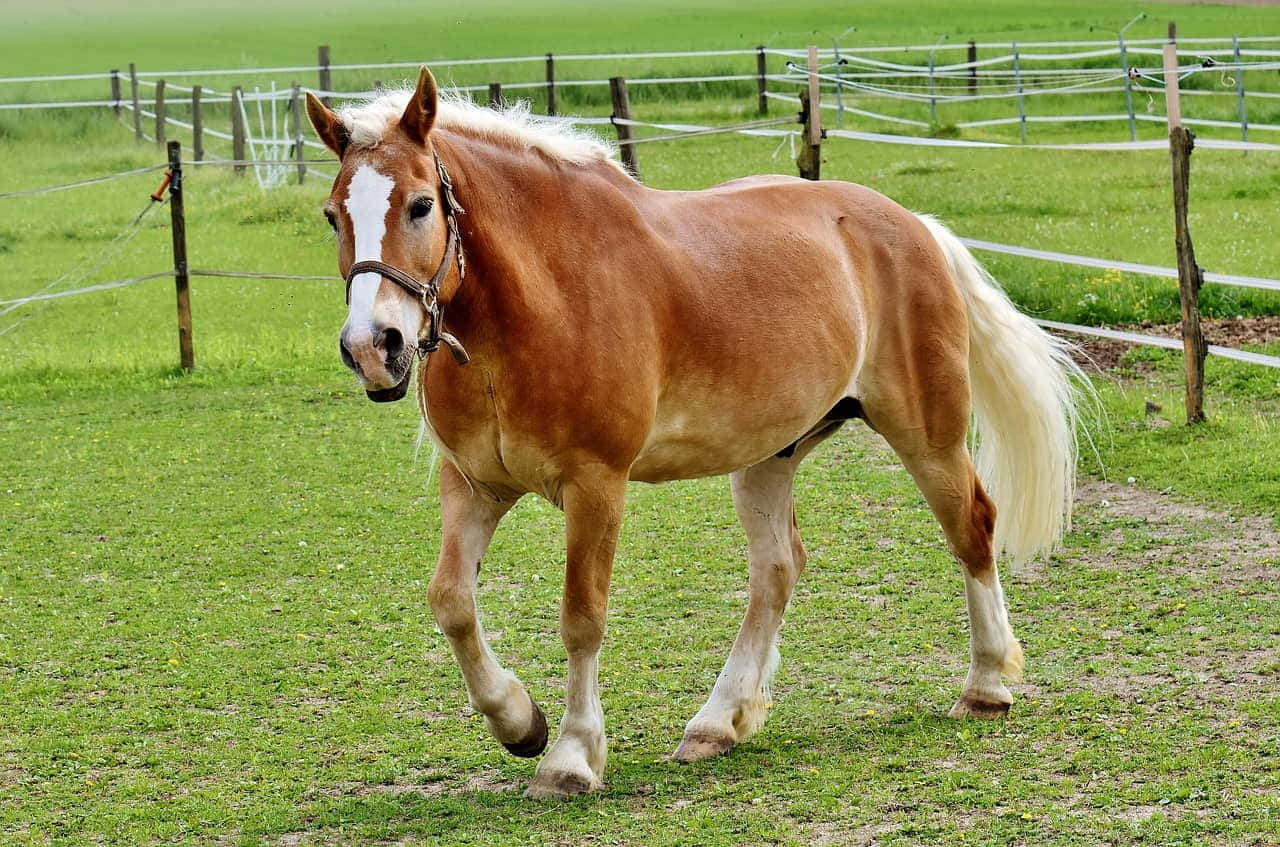 Φωτογραφία Αλόγων Palomino Φυλής Haflinger σε Τρέξιμο Ταπετσαρία