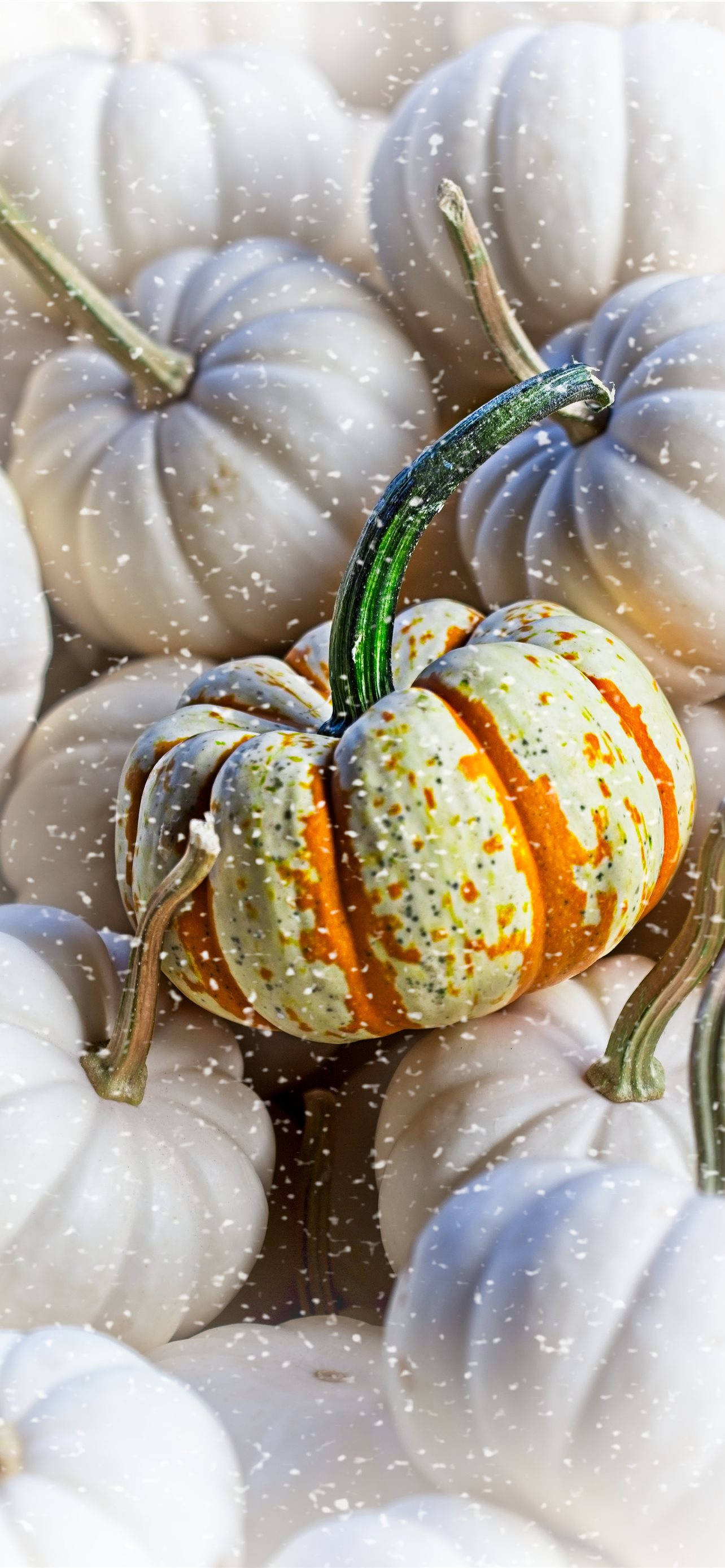 Pile Of Pumpkins Thanksgiving Aesthetic iPhone Ταπετσαρία