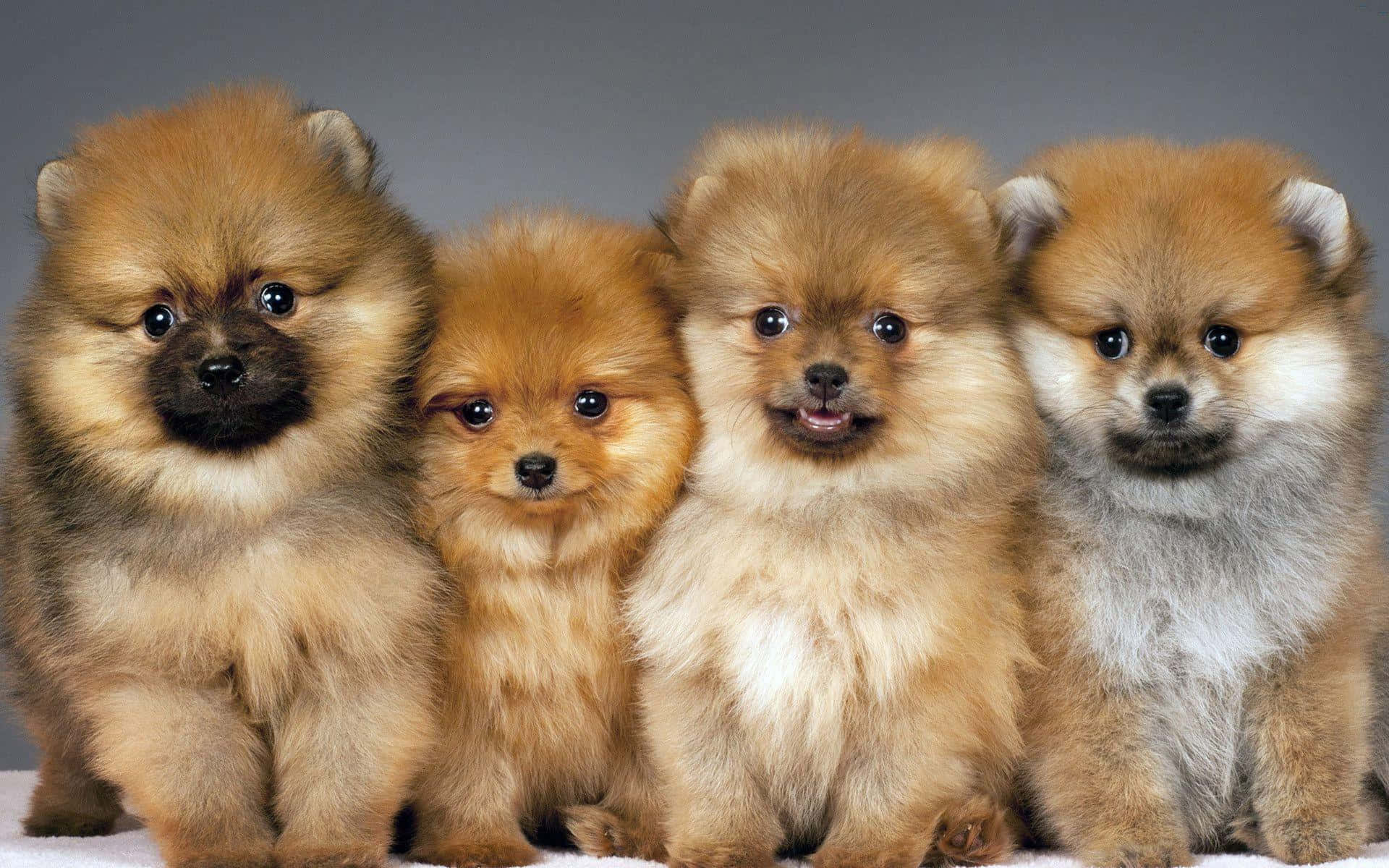 Pomeranian με Καφέ Γούνα Ταπετσαρία
