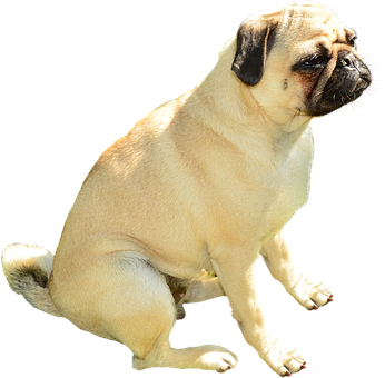 Σκύλος Pug Καθιστός Μαύρο Φόντο Ταπετσαρία