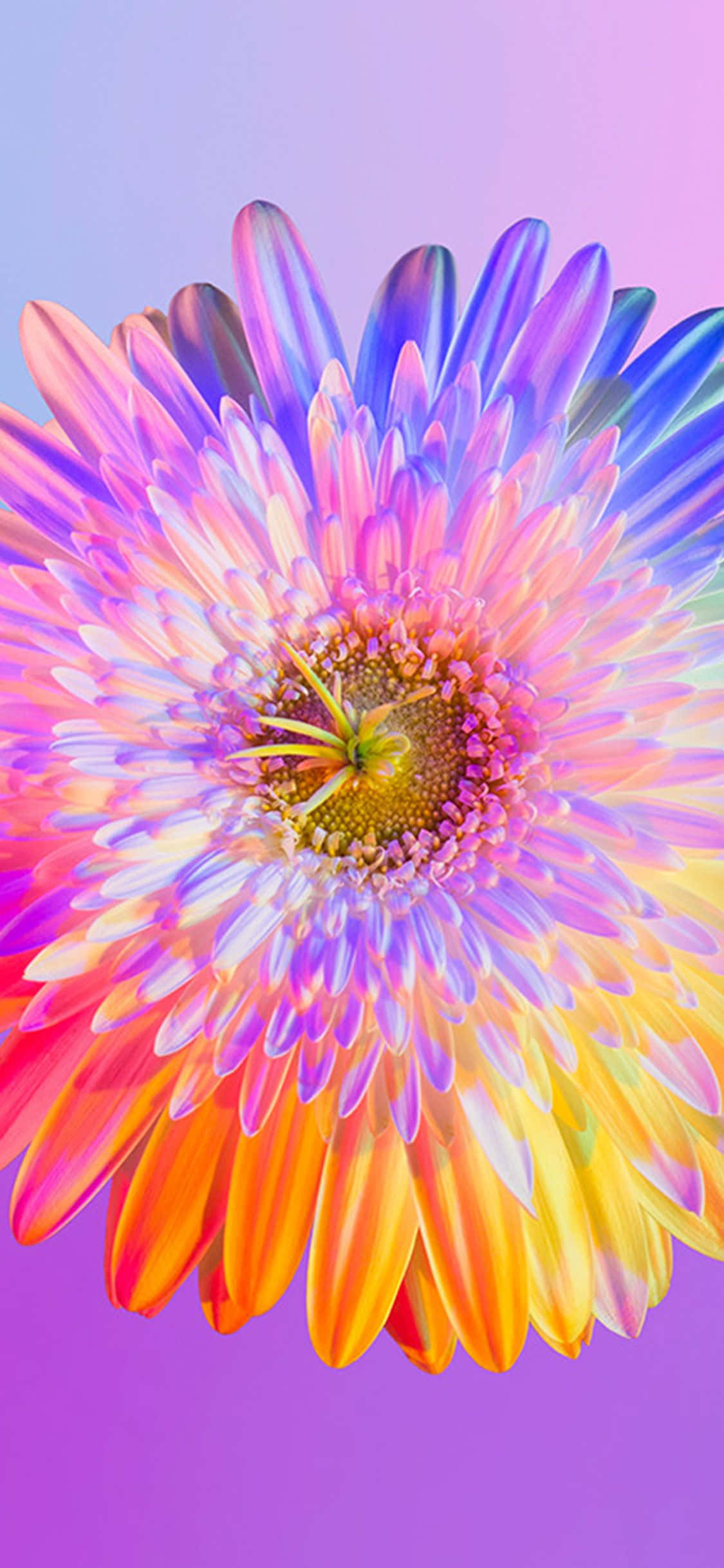 Φώτισε τη μέρα σου με αυτό το όμορφο Rainbow Flower iPhone wallpaper! Ταπετσαρία