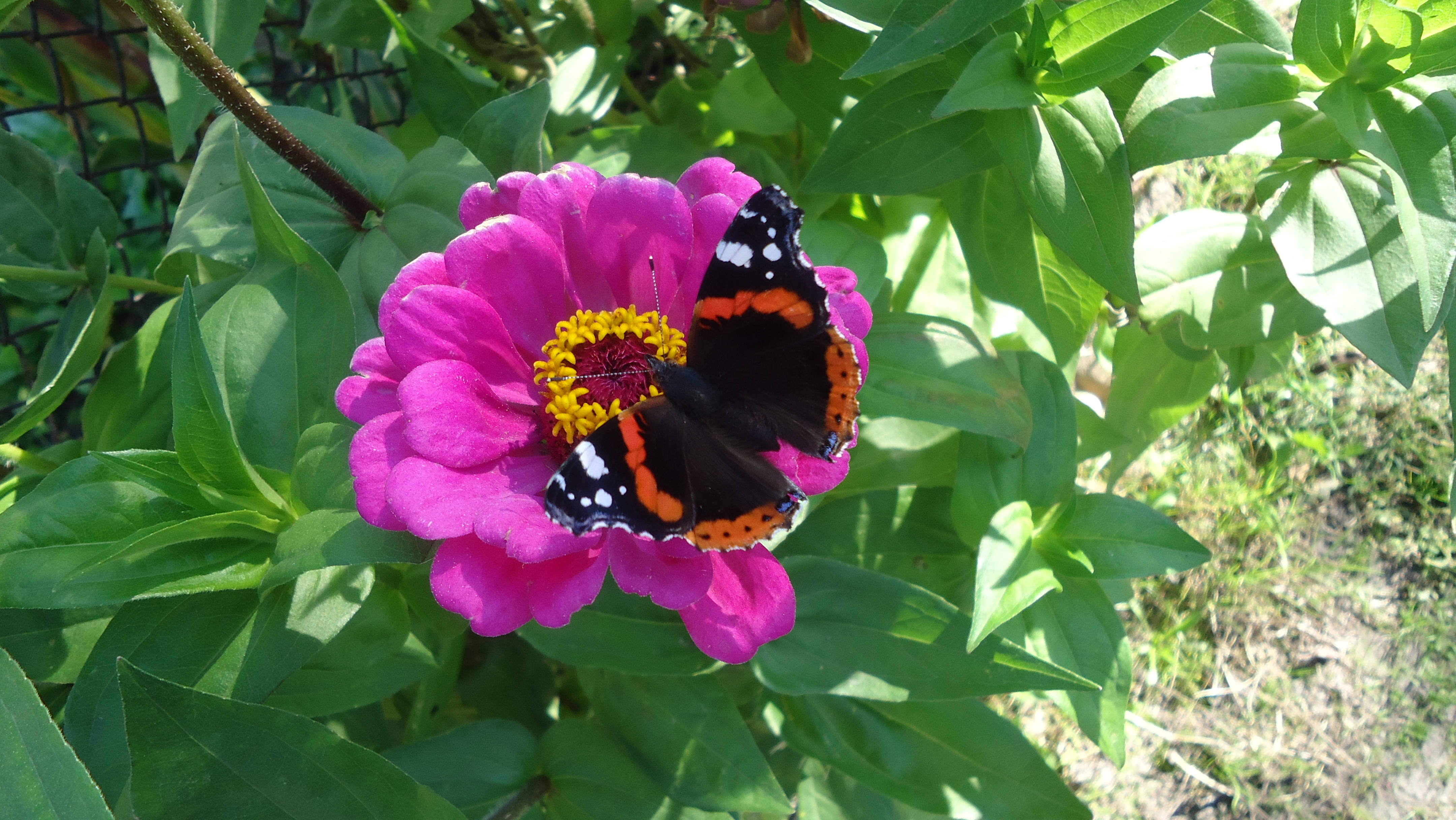 Μια όμορφη πεταλούδα Red Admiral καθισμένη στο πράσινο φύλλωμα ενός φύλλου Ταπετσαρία