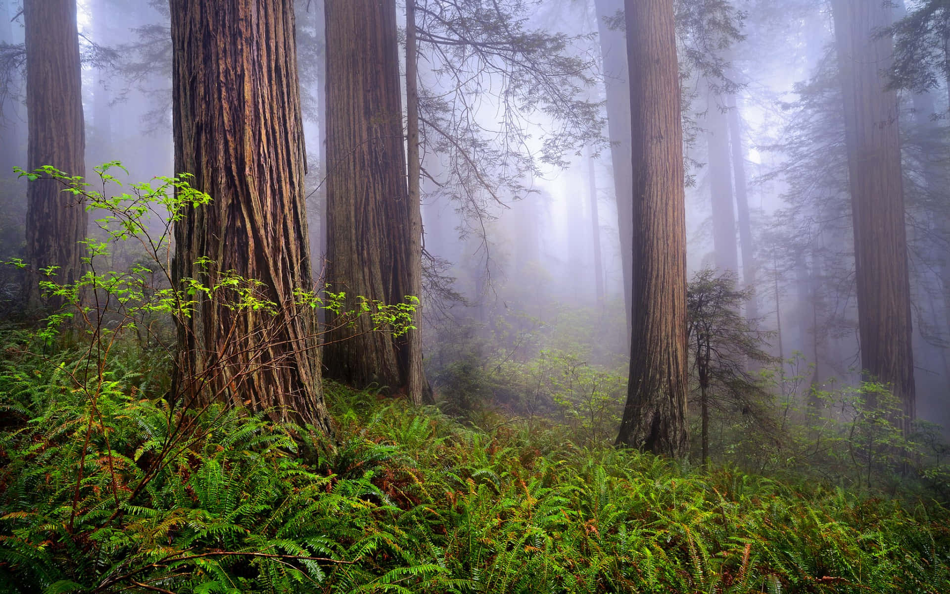 Κοντά σε Κορμούς Δέντρων στο Εθνικό Πάρκο Redwood Ταπετσαρία