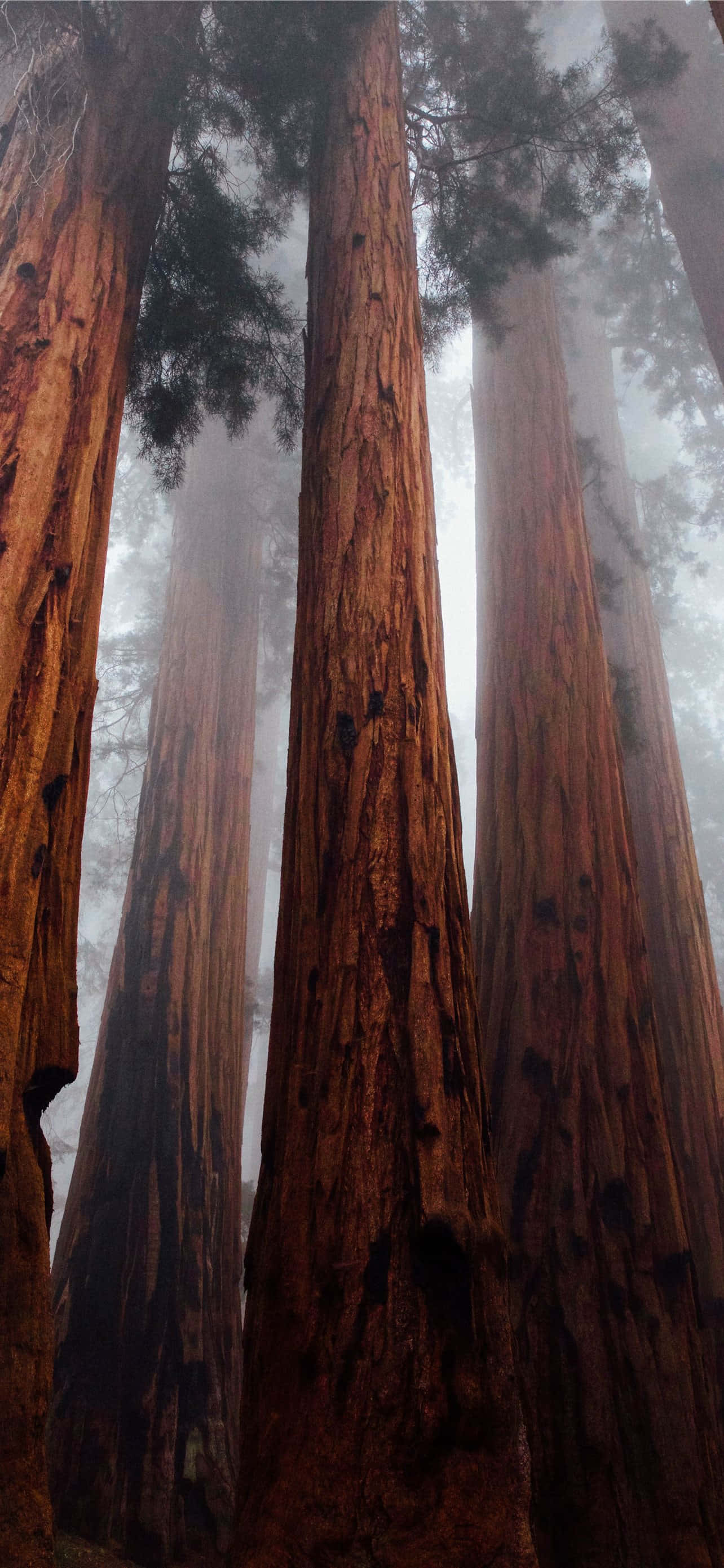 Redwood National Park Misty Forest Ταπετσαρία
