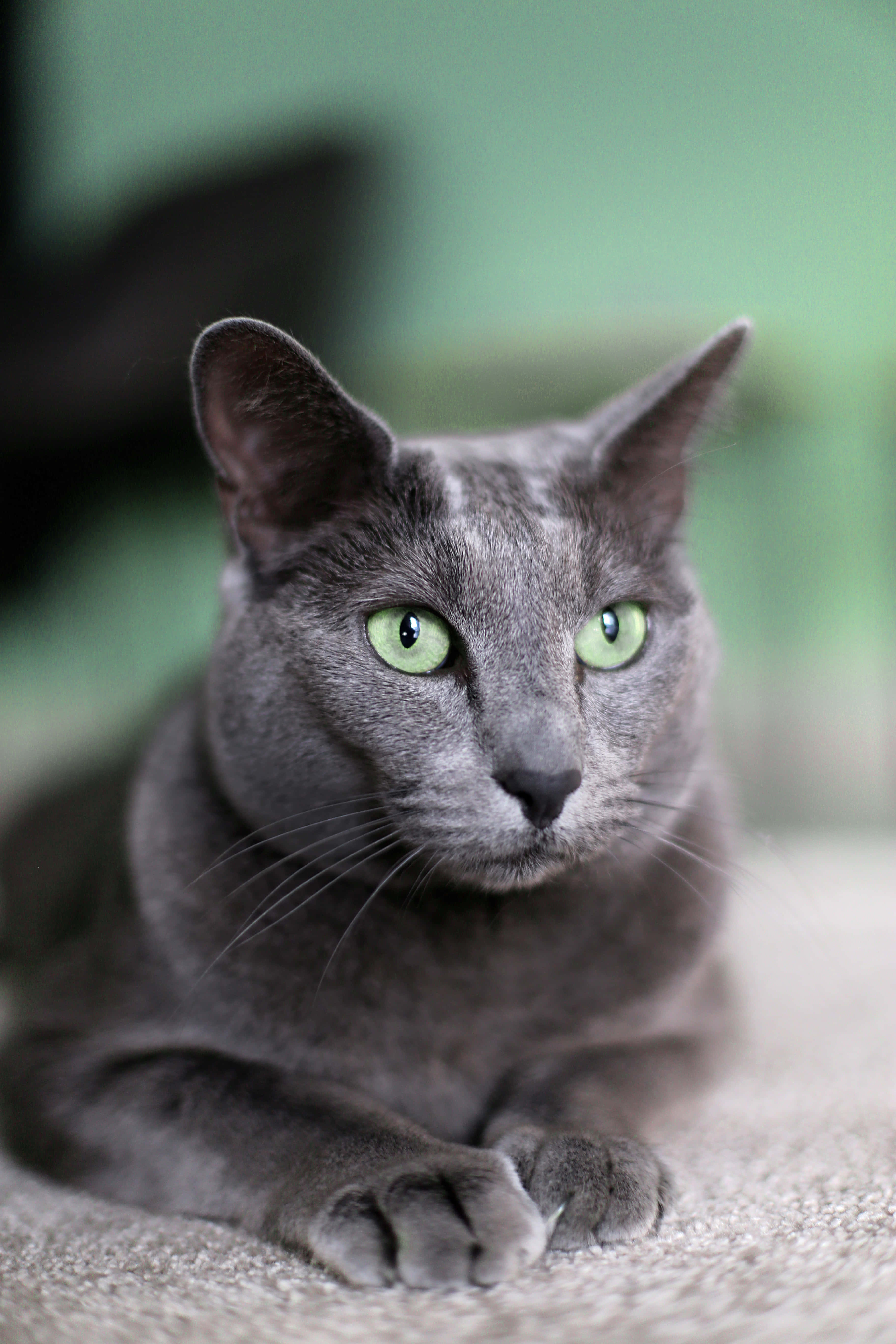 Μια όμορφη γάτα Russian Blue που λιάζεται στον ήλιο Ταπετσαρία