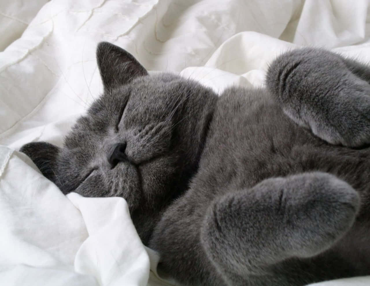 Γάτα Russian Blue που Κοιμάται Γκρι Φωτογραφία Ταπετσαρία
