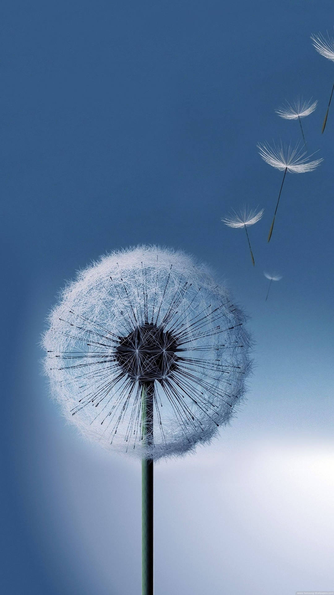 Samsung Full HD Εικόνα Πικραλίδας σε Μπλε Φόντο — Samsung galaxy s22 GIF Ταπετσαρία