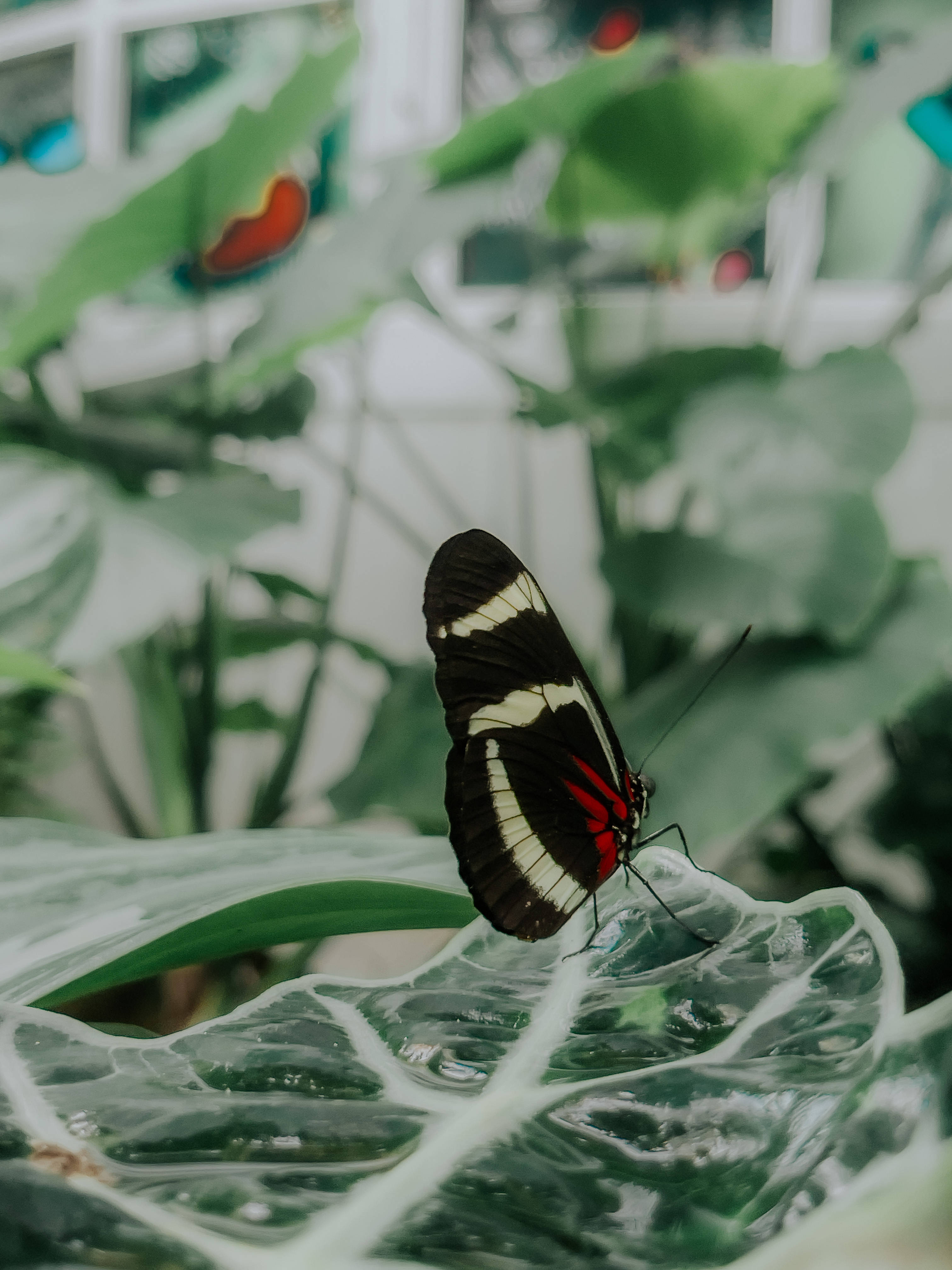 Αισθητική Πεταλούδα Sara Longwing Ταπετσαρία