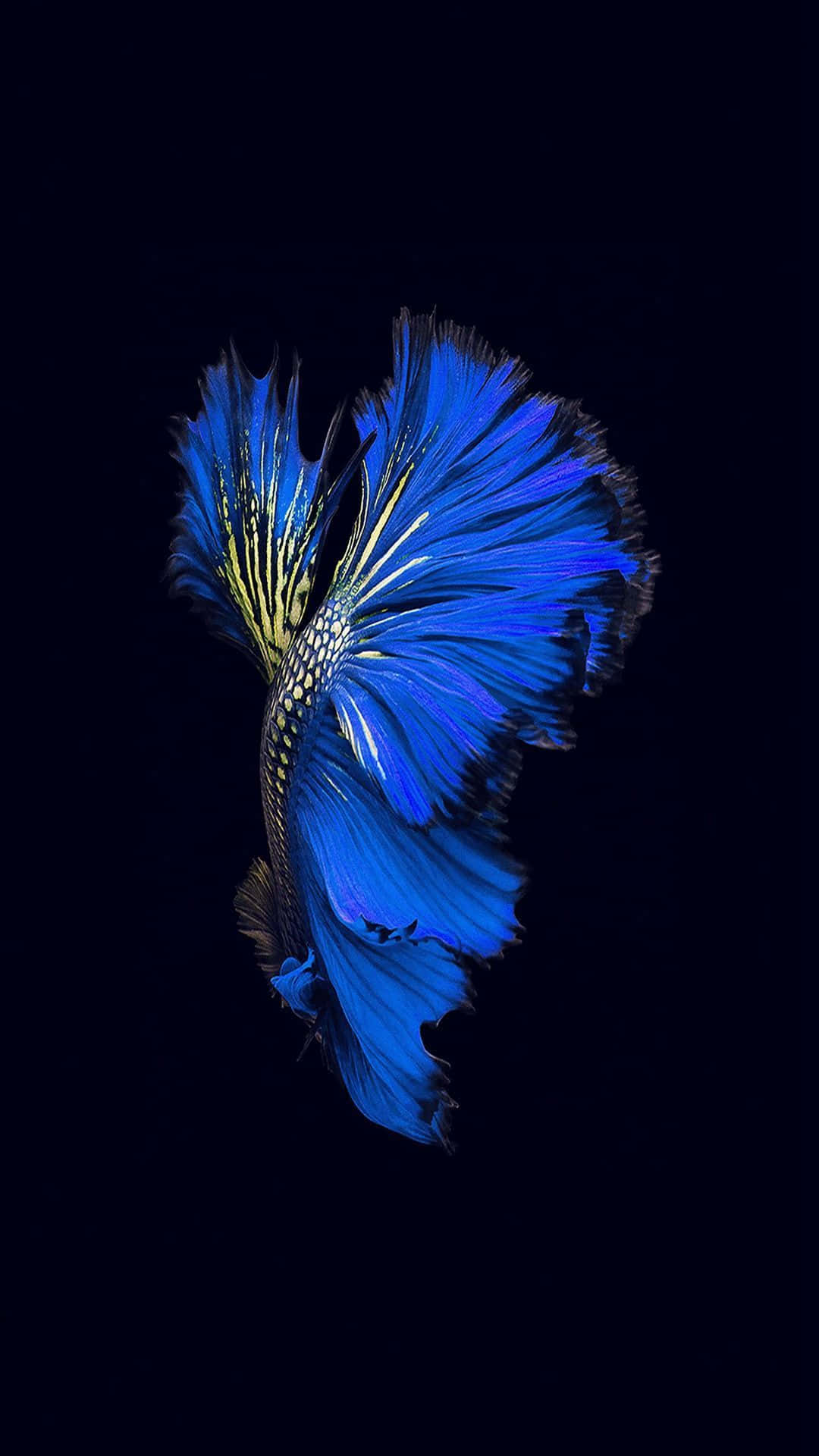 Siamese Fighting Fish iPhone 7 Plus Live Ταπετσαρία