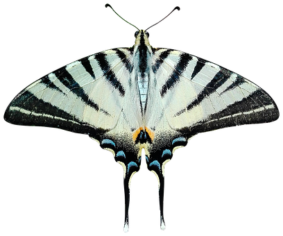 Πεταλούδα Striped Swallowtail Ταπετσαρία