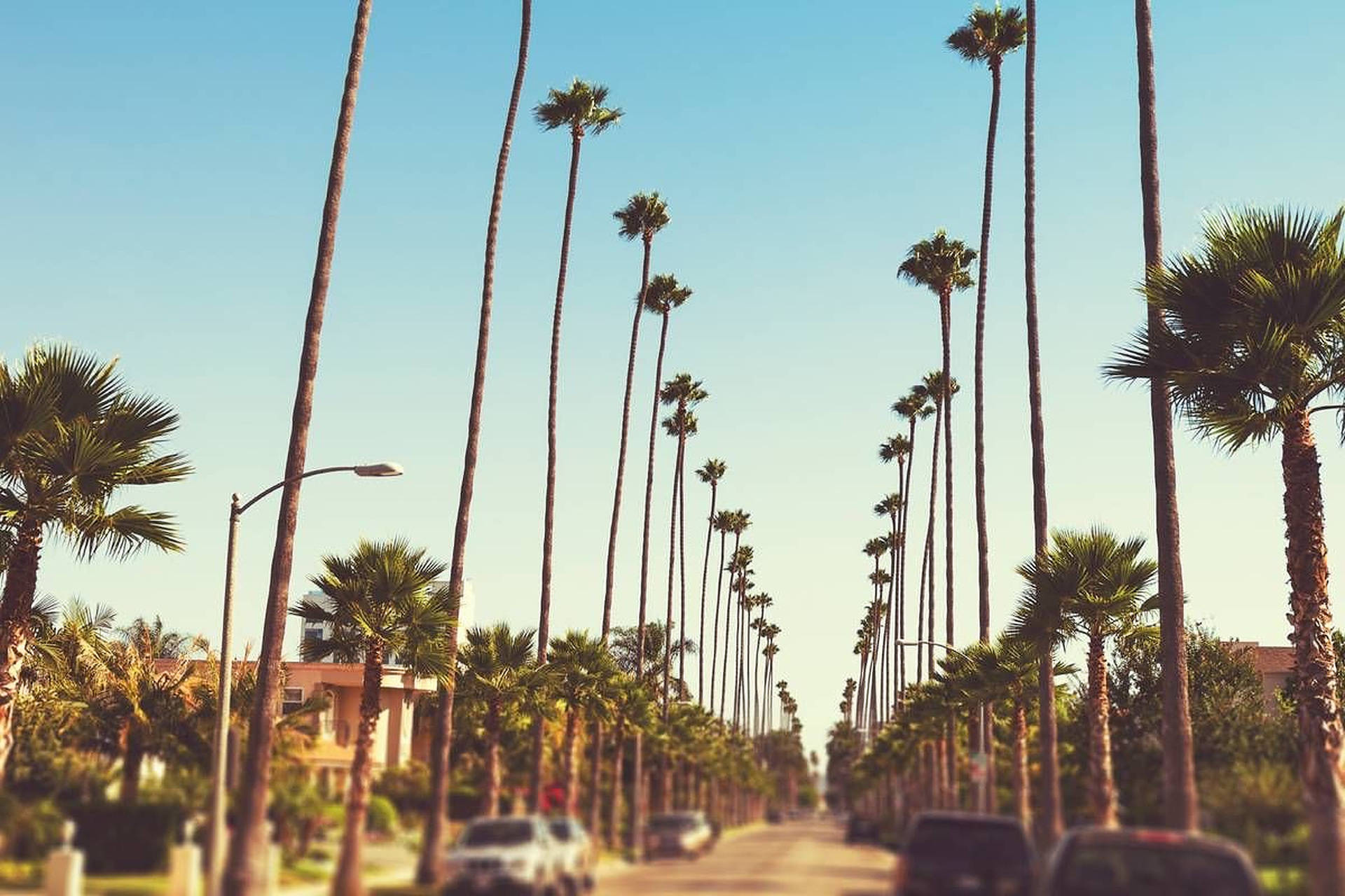 Ψηλοί Φοίνικες στο Sunset Boulevard Ταπετσαρία