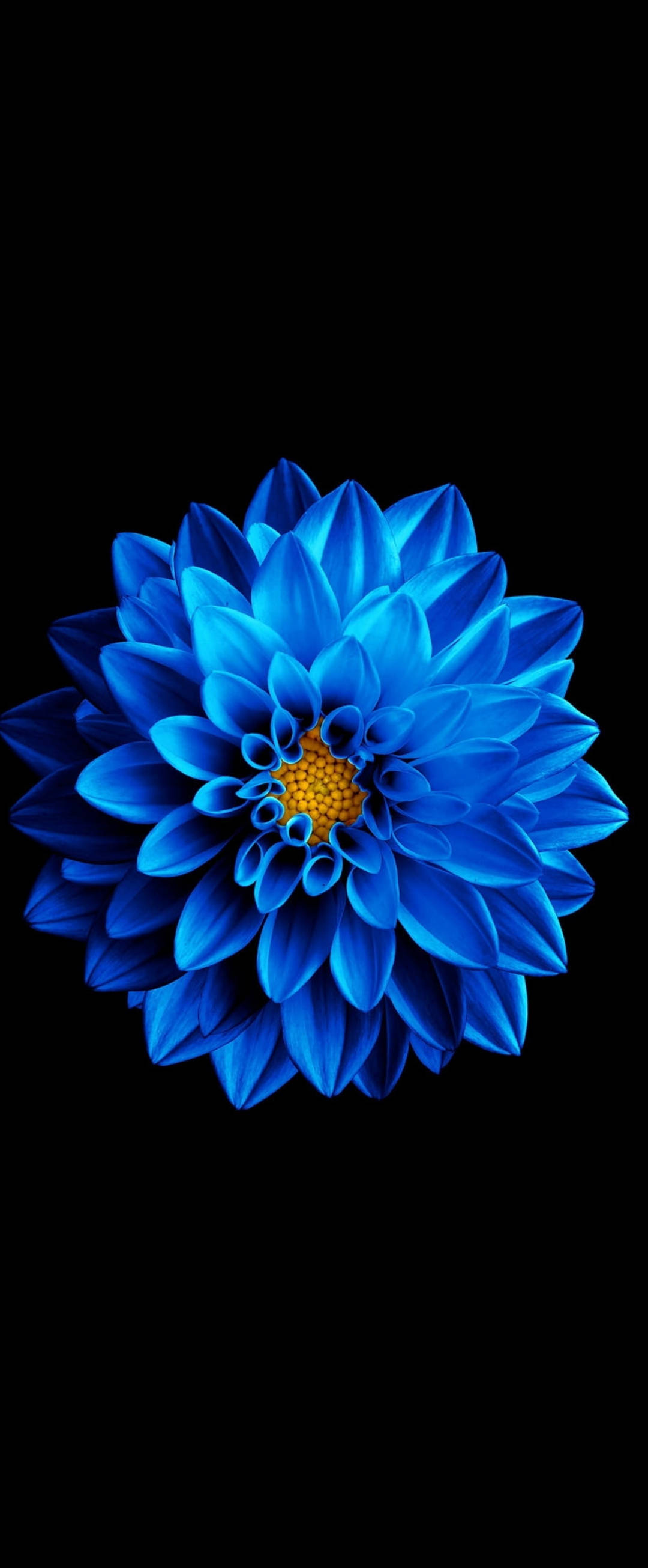 Super AMOLED Μπλε Zinnia Ταπετσαρία