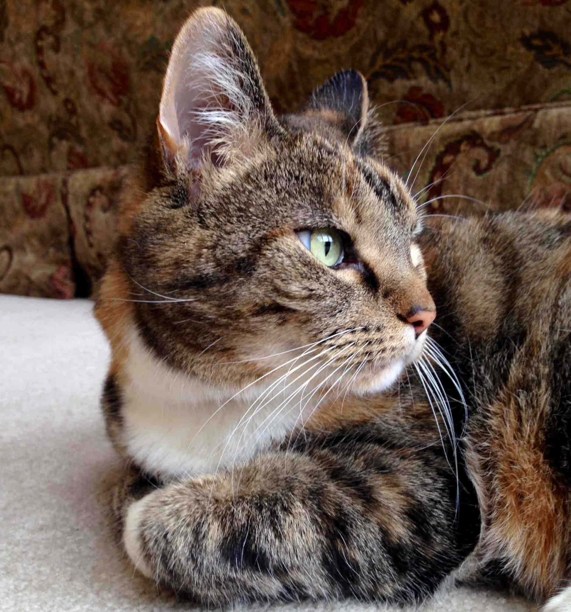 Πλάγια όψη γάτας tabby Ταπετσαρία
