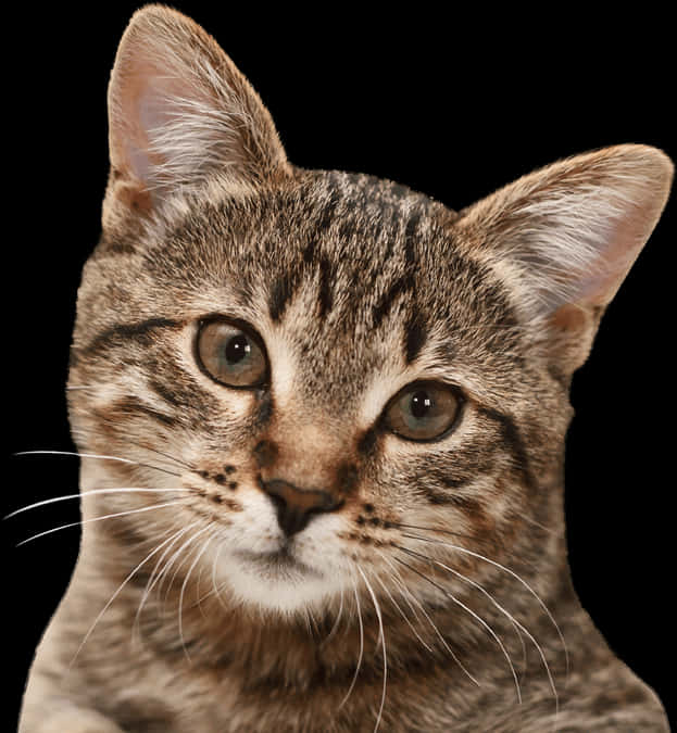 Πορτρέτο Γάτας Tabby σε Μαύρο Φόντο Ταπετσαρία
