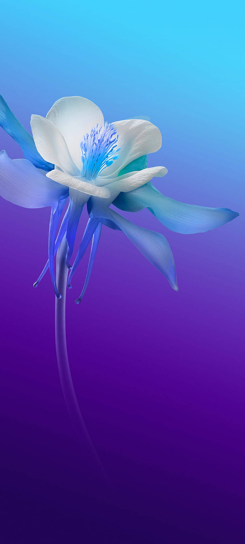Vivo V20 Λευκό και Μπλε Λουλούδι Ταπετσαρία