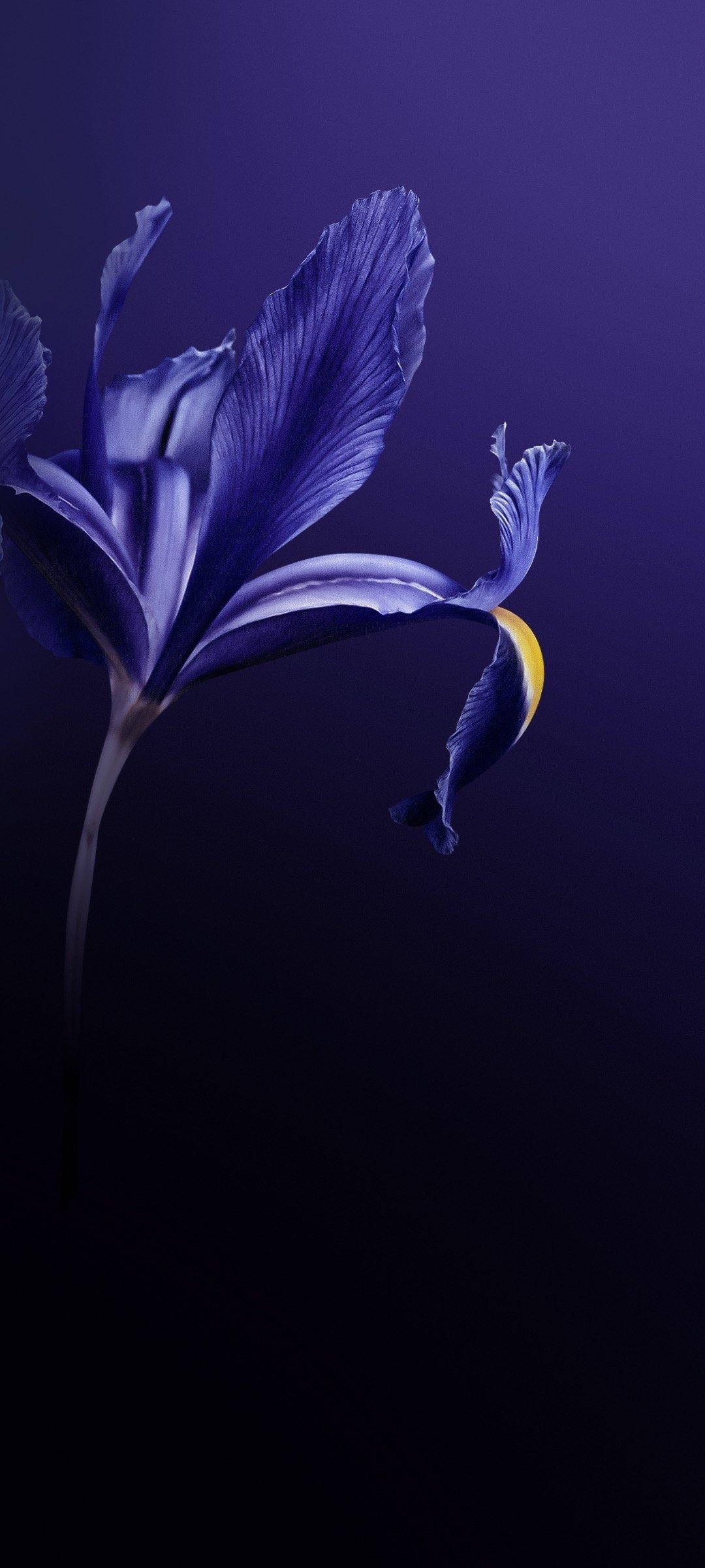 Vivo V20 Μωβ Λουλούδι Ταπετσαρία