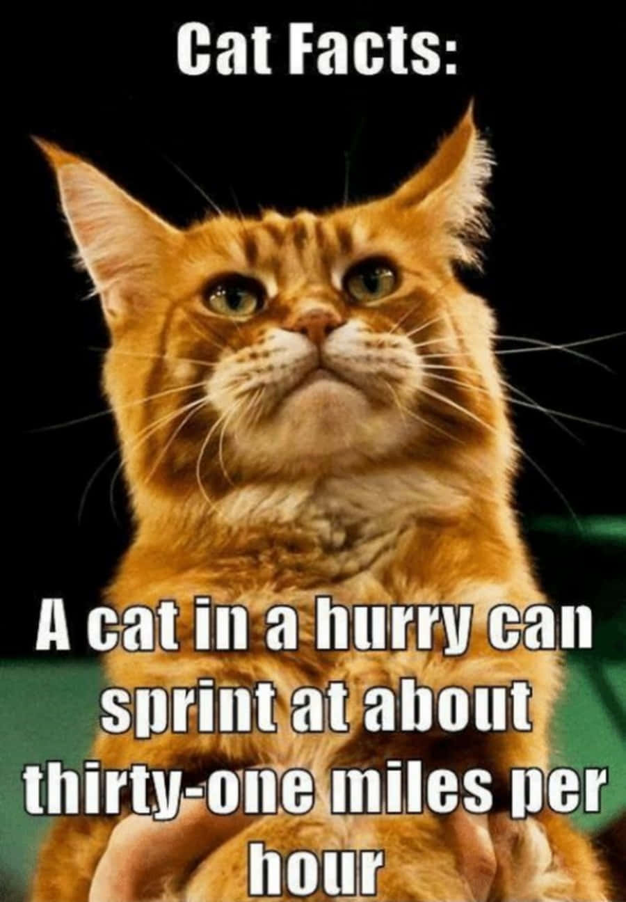 Άκουσες το τελευταίο Cat Meme; Ταπετσαρία
