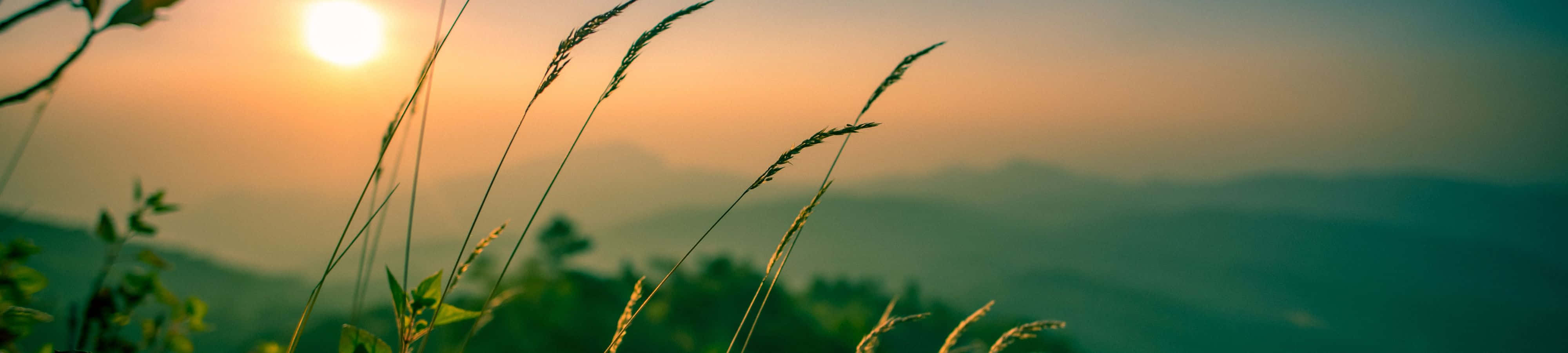 Ένα ειδυλλιακό ηλιοβασίλεμα σε ξέφωτο βουνού περιτριγυρισμένο από πυκνό κωνοφόρο δάσος. Ταπετσαρία