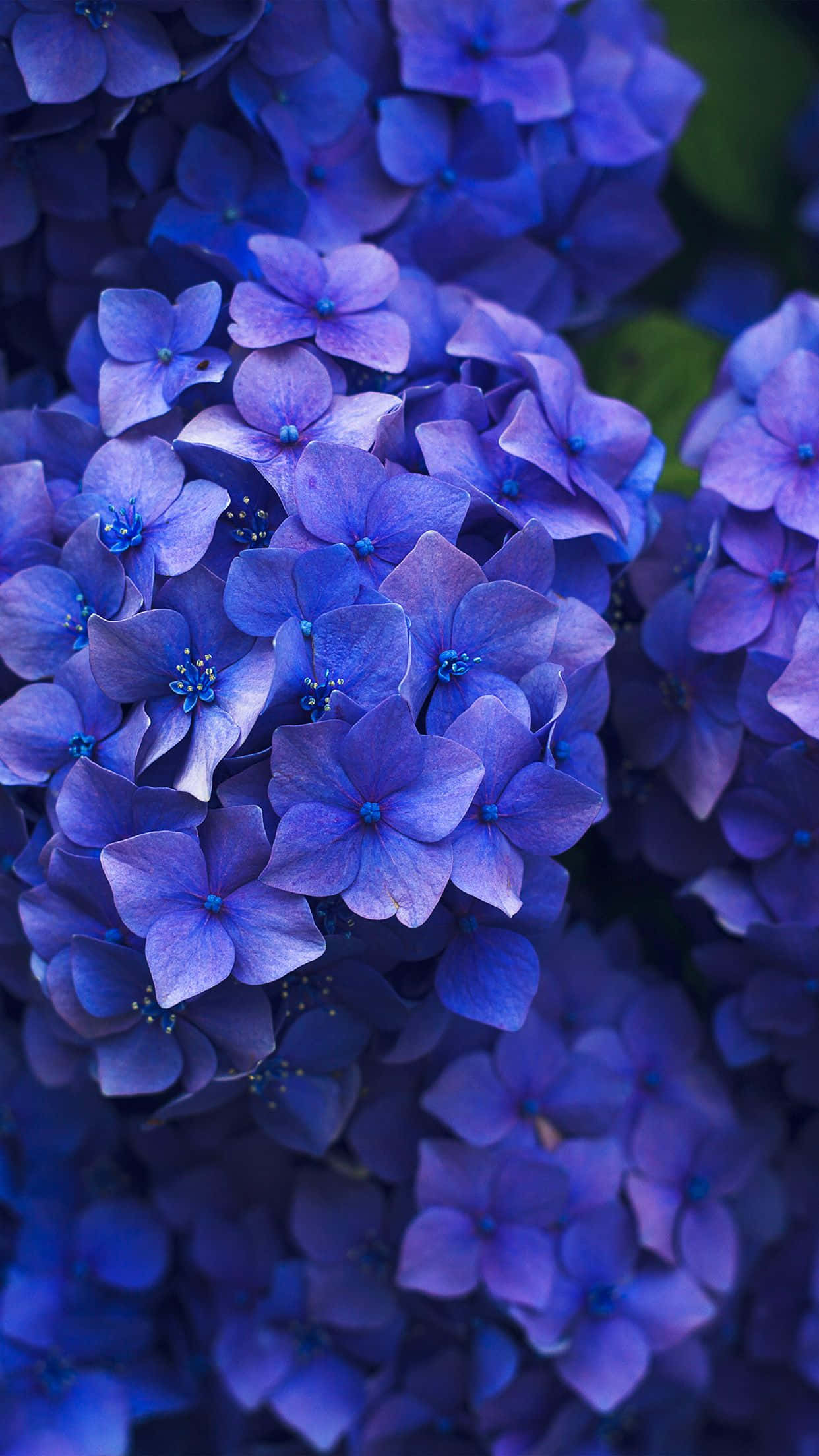 Αγκαλιάστε την Ομορφιά με το Flower iPhone Ταπετσαρία