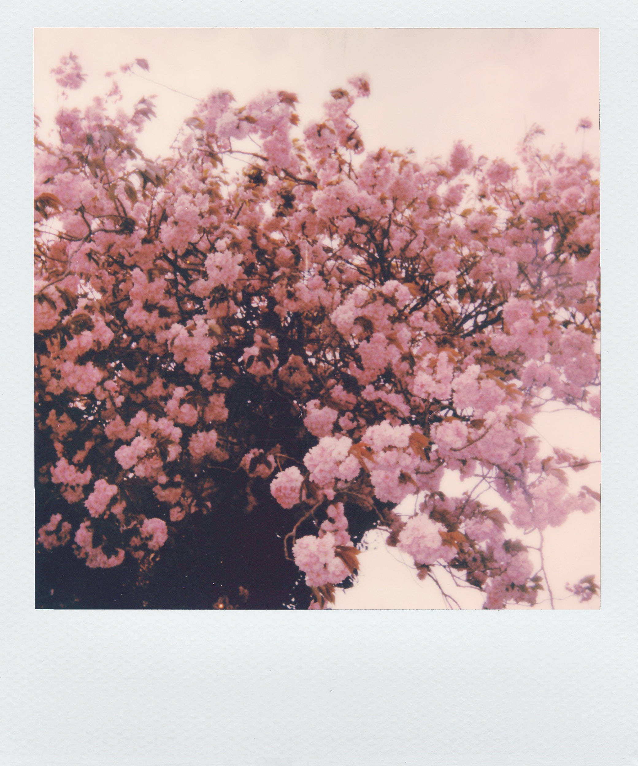 Αισθητική Polaroid Φωτογραφία με Ροζ Λουλούδια Ταπετσαρία