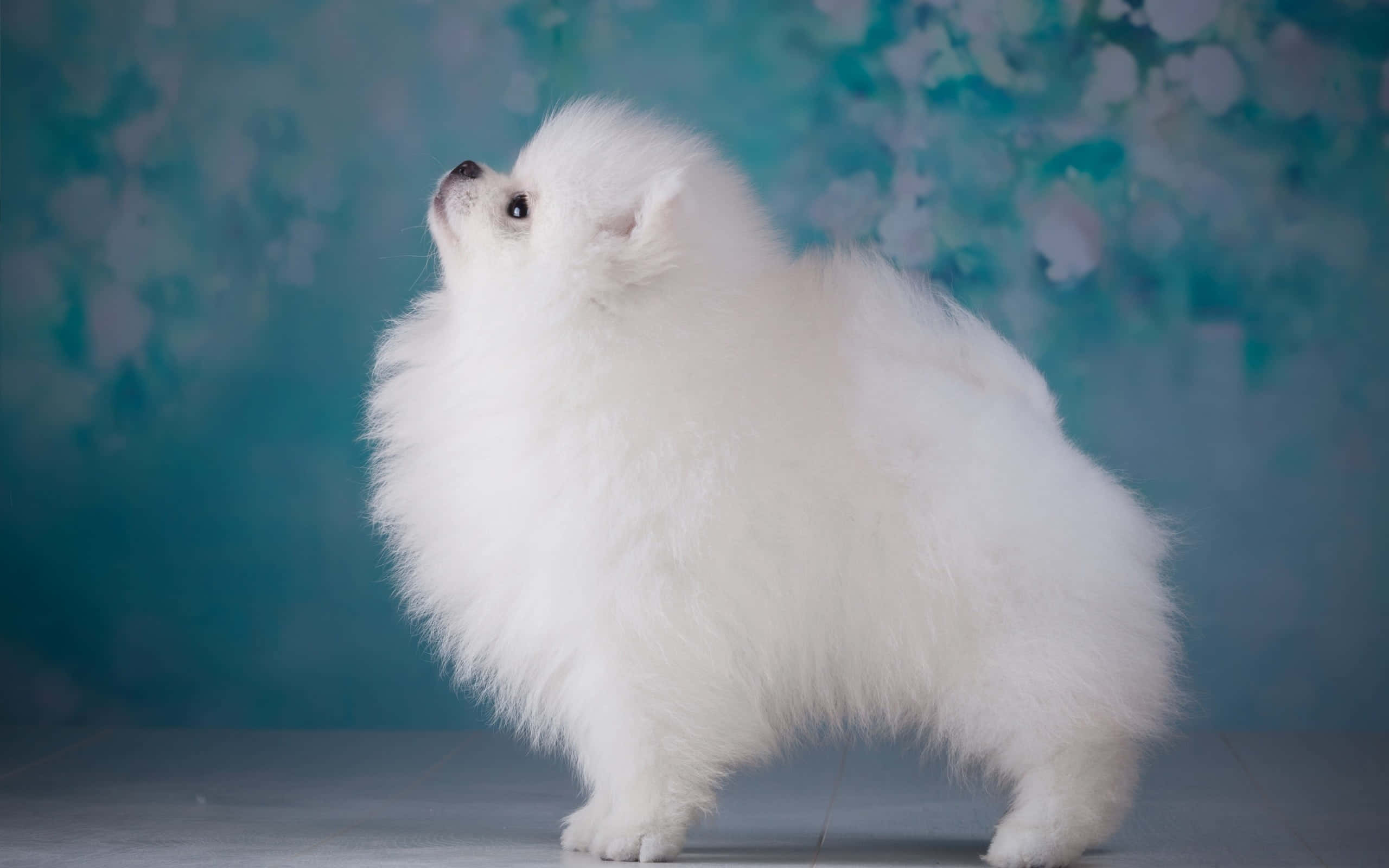 Αισθητική Pomeranian Σκύλου Ταπετσαρία