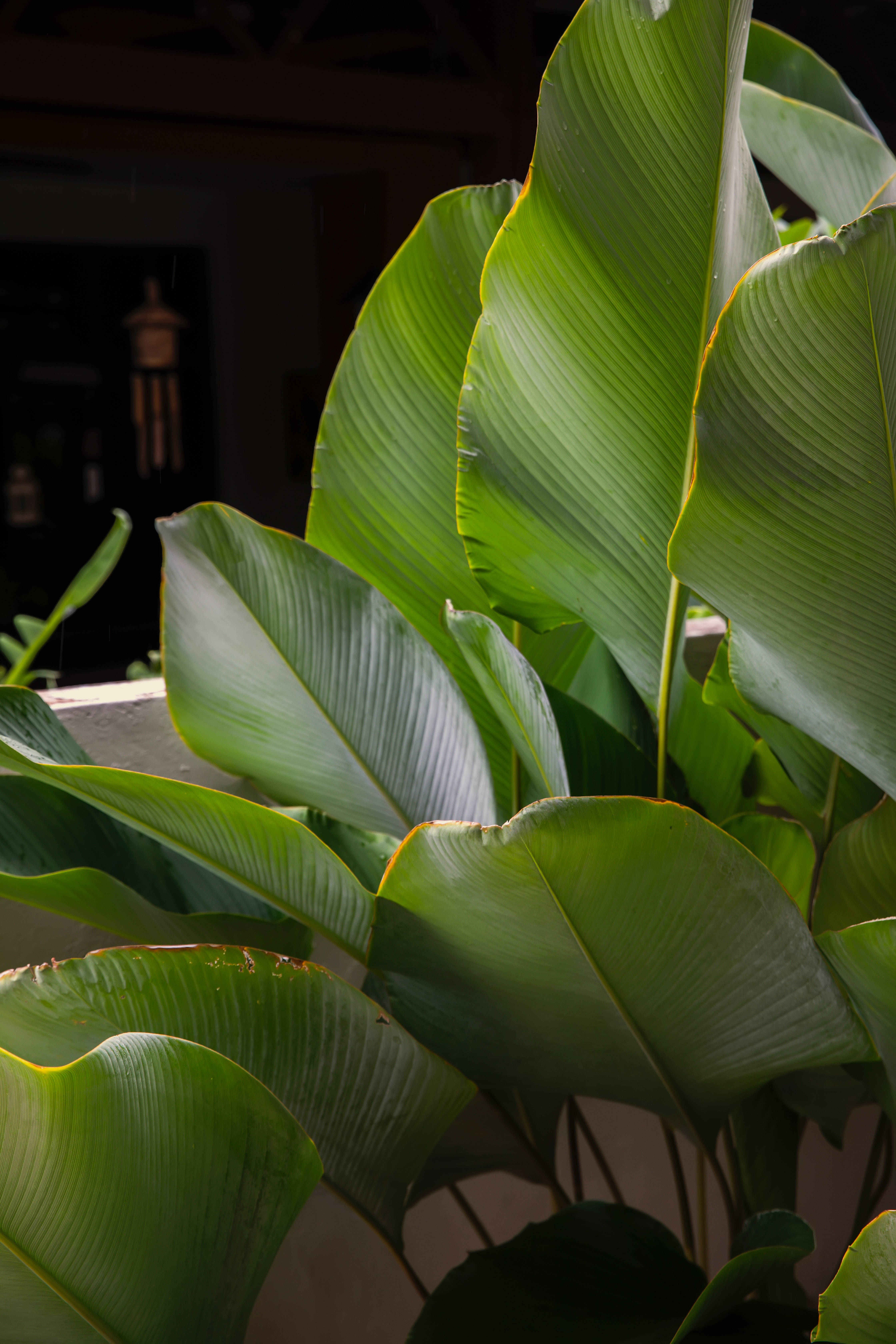 Αισθητική του Φυτού Calathea Lutea Ταπετσαρία