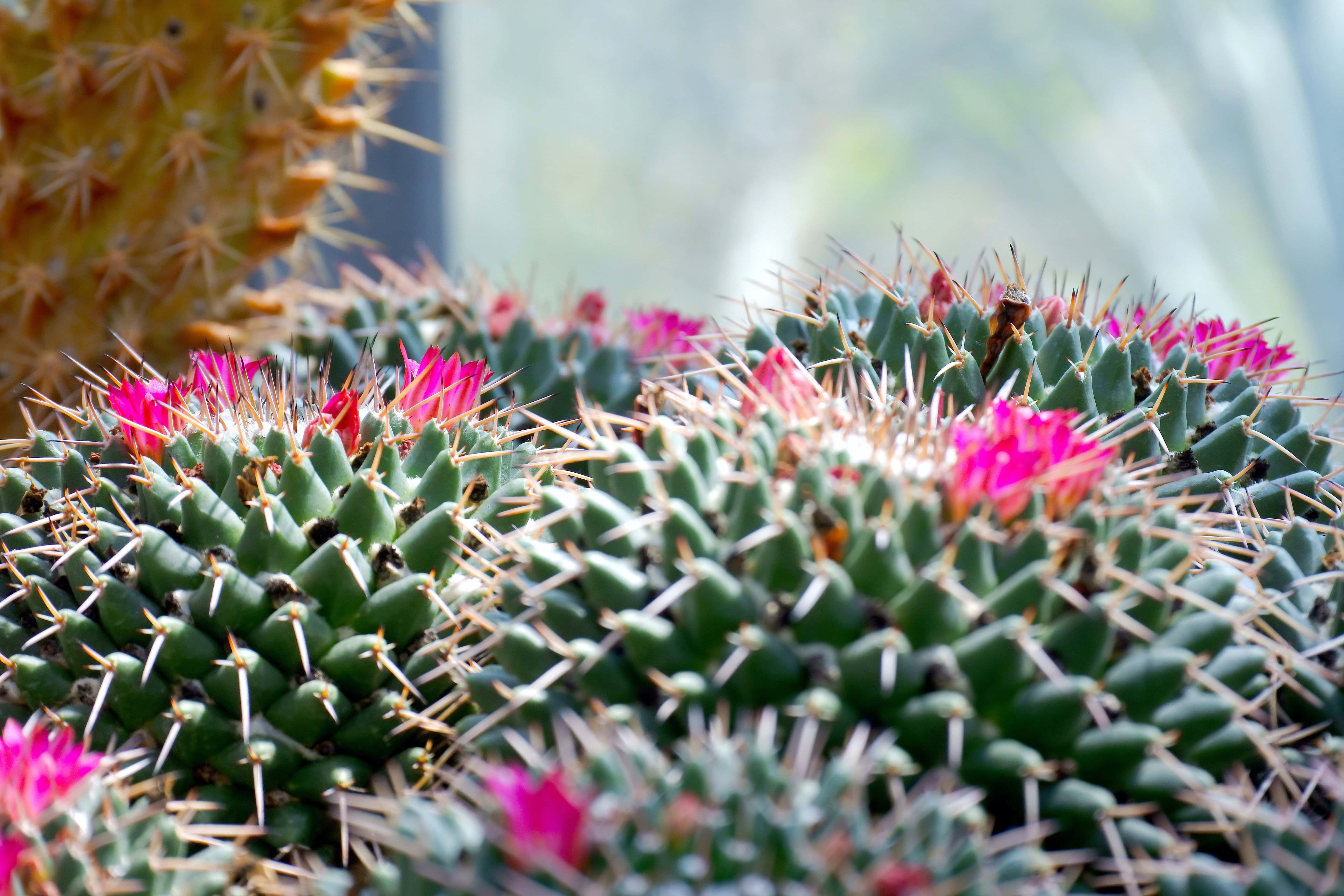Ανθισμένος Κάκτος Mammillaria Polythele Ταπετσαρία