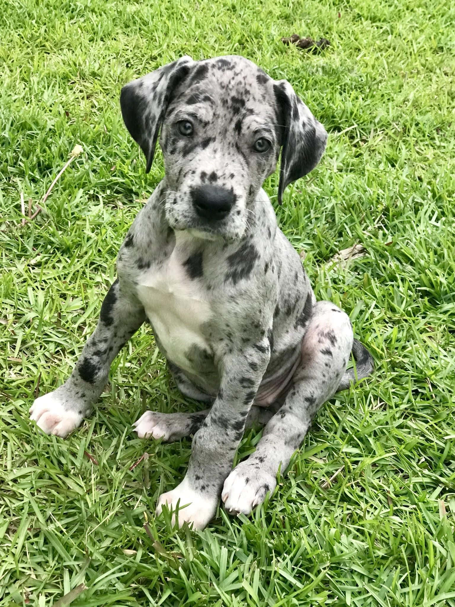 Αξιολάτρευτα Κουτάβια Great Dane Ταπετσαρία