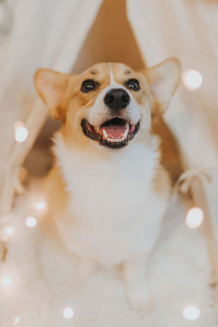 Αξιολάτρευτη Φυλή Pembroke Welsh Corgi Ταπετσαρία