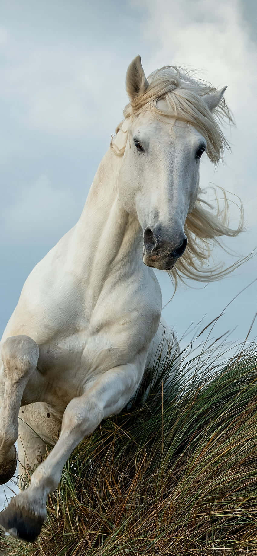 Αποκτήστε Ιπποδύναμη και Ομορφιά με το Beautiful Horse iPhone Ταπετσαρία