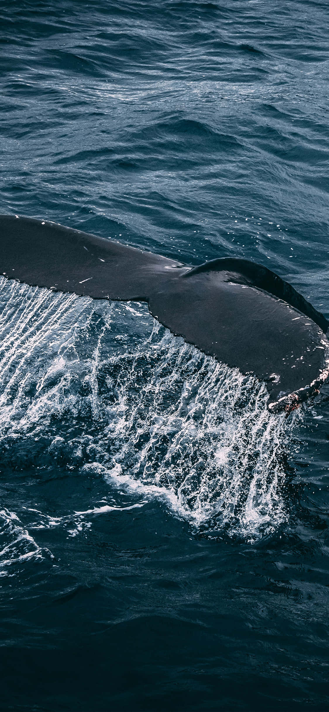 Αποκτήστε το Animals iPhone για μια Φυσική Εμπειρία Ταπετσαρία